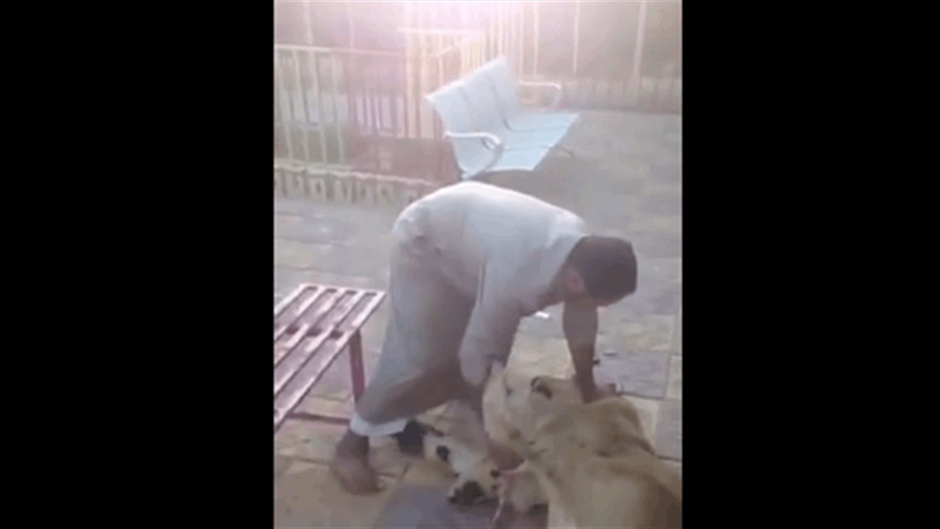 [VIDEO] Chained Lion Brutally Beaten In An Arab Country