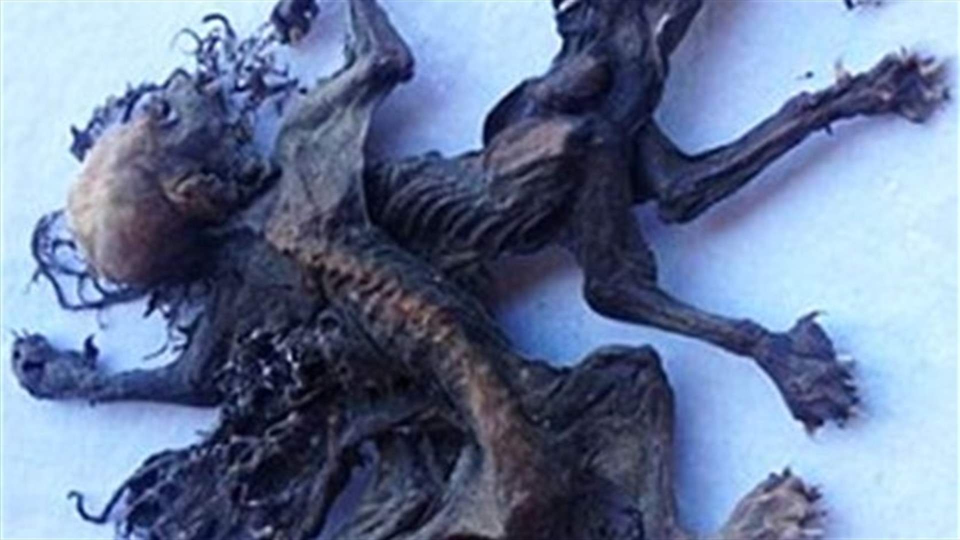 [PHOTOS] Remains Of Mythical Blood-Sucking Creatures Found By Farmer