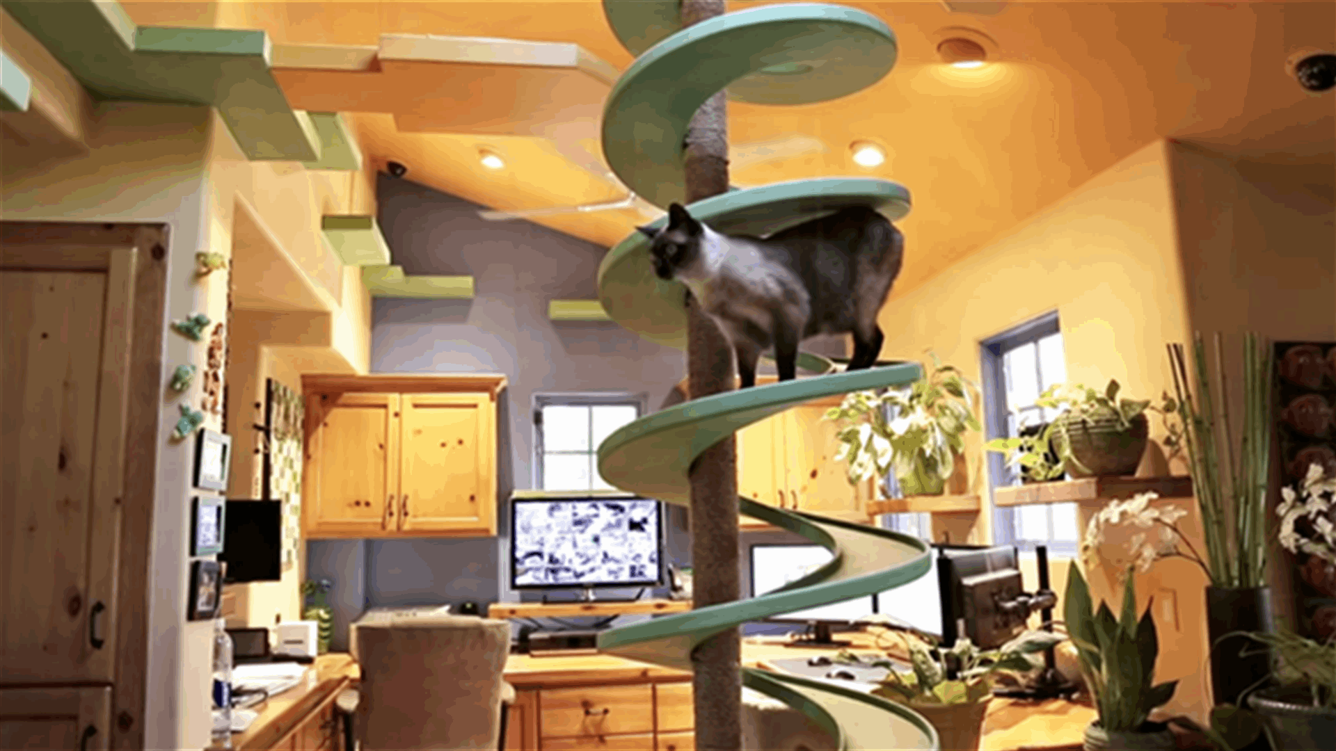 So You Think You Love Cats? Not as Much as This Man…