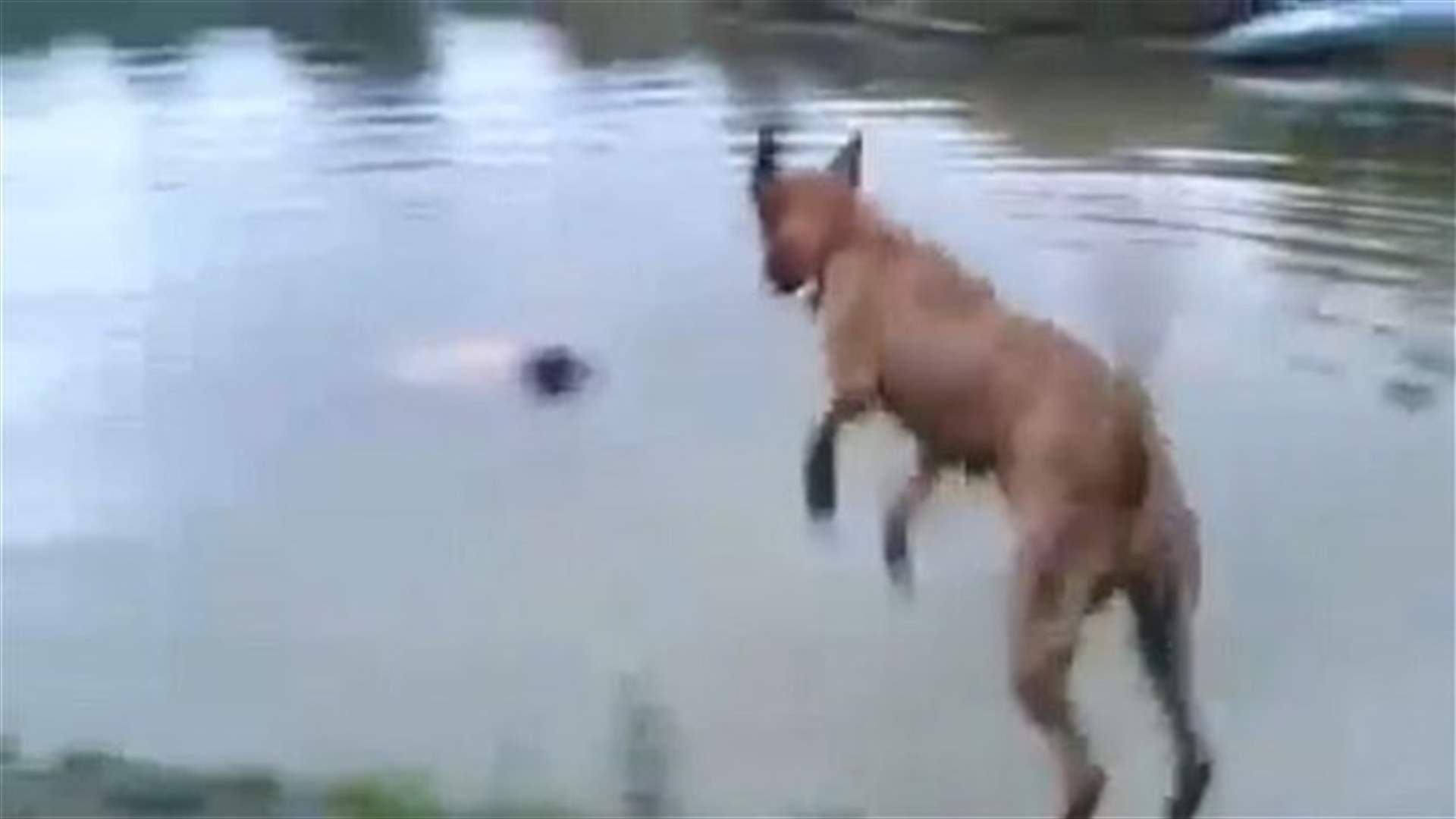 بالفيديو: كلب ينقذ صاحبه من الغرق بضربه على رأسه