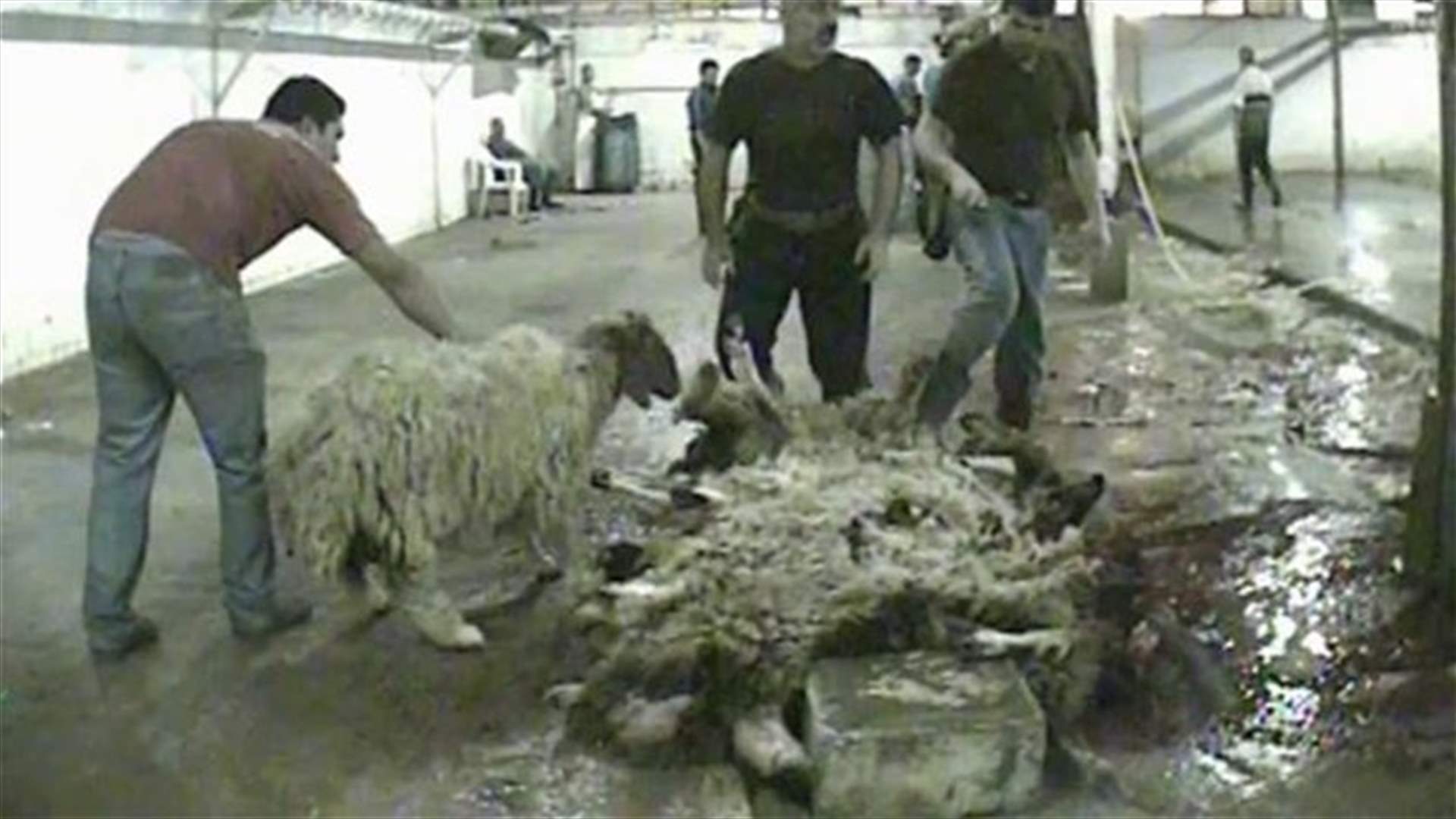 FAO inspectors assess Beirut slaughterhouse