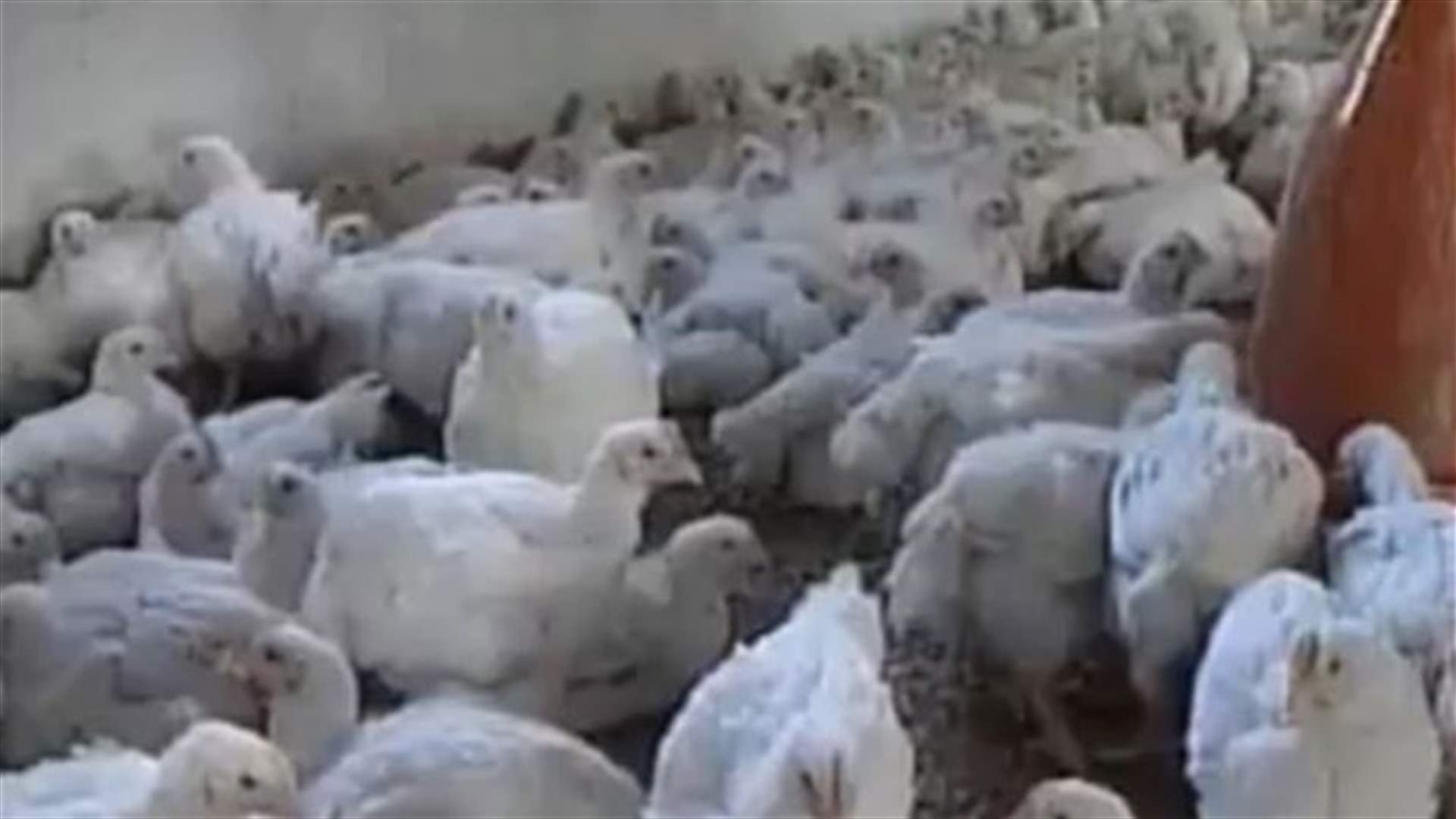 REPORT: Will H5N1 bird flu hit Lebanon?
