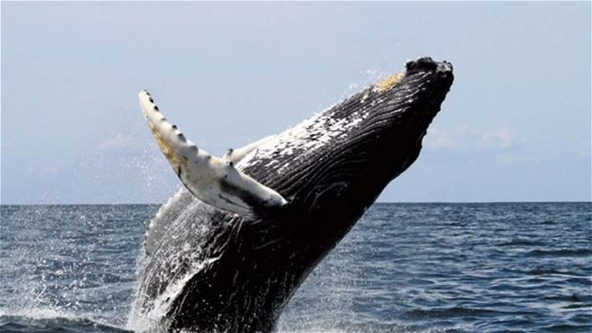 [VIDEO] Whale Spurts Rainbow Out Of Its Blowhole!