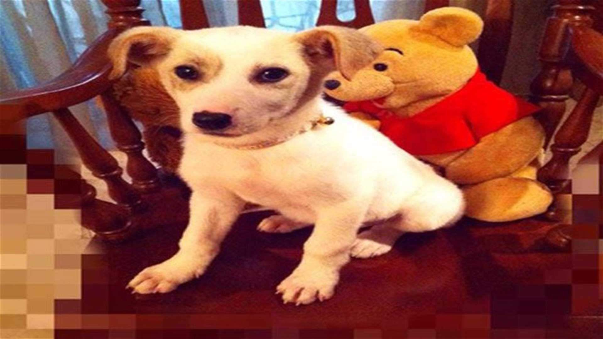 Lebanon’s Most Fashionable Pup Is Up For Sale! 
