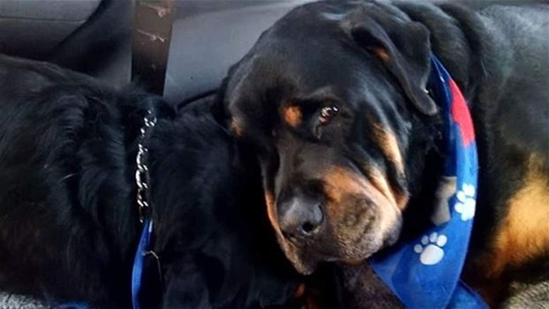 [VIDEO] Dog Mourns Death Of Brother, Cries Over Lifeless Body