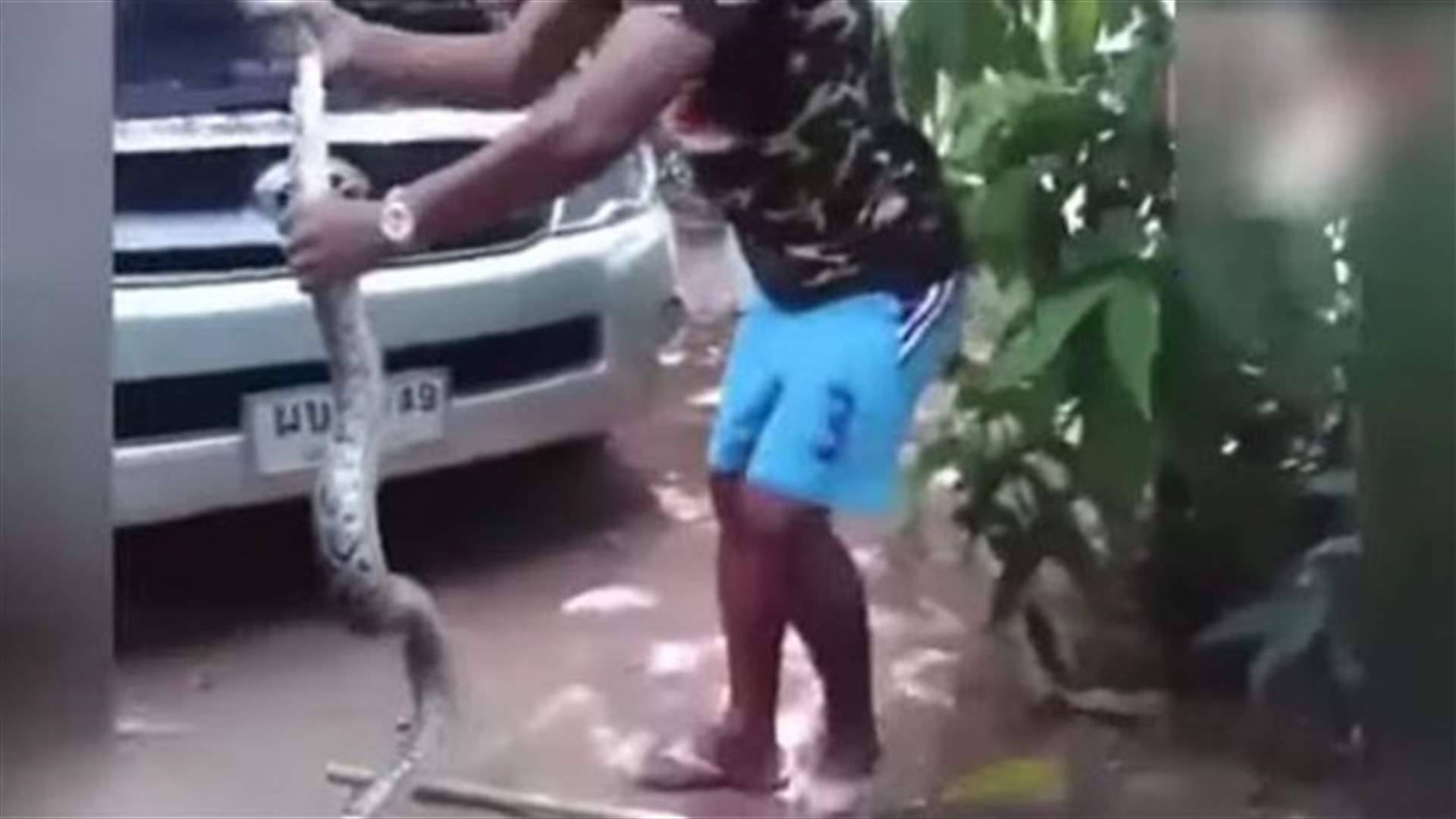 بالفيديو: استخرج أفعى من محرّك سيّارة
