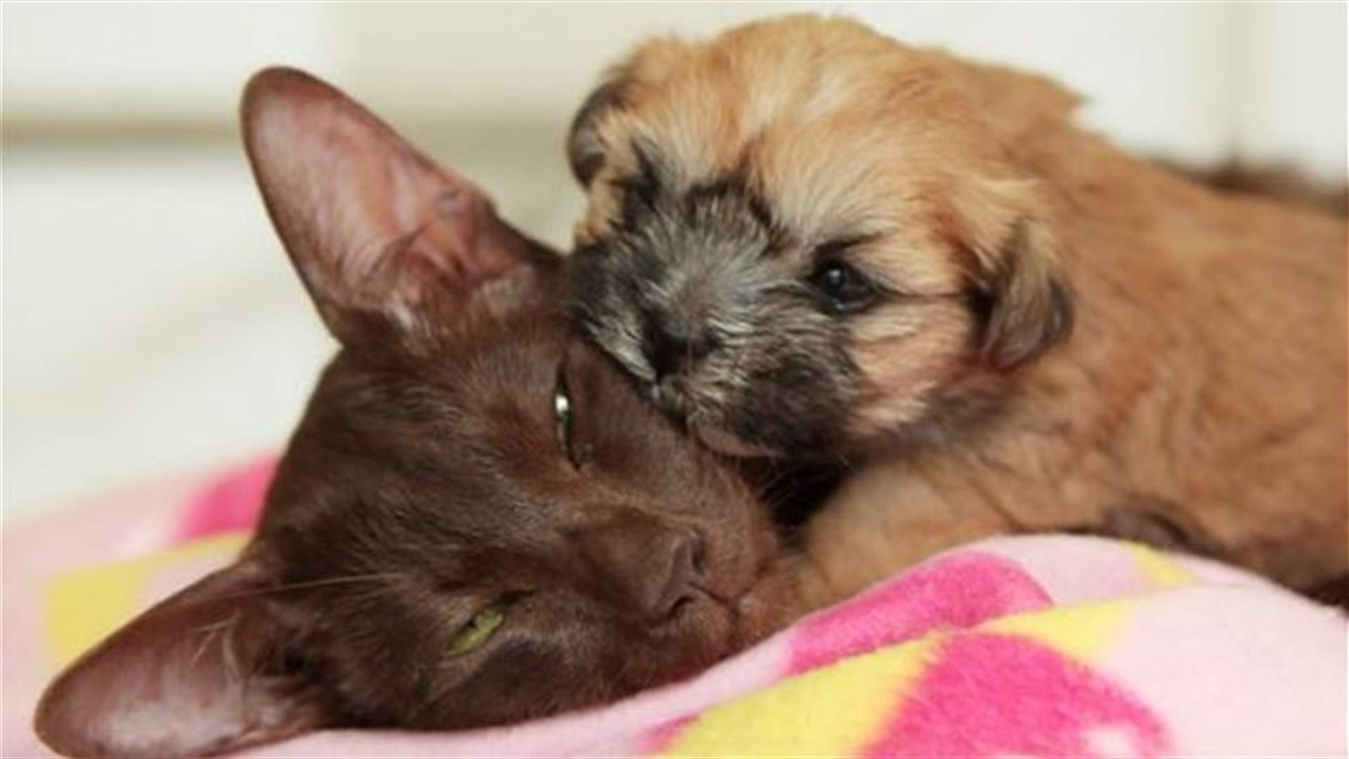 [VIDEO] Mother Cat Adopts Orphaned Puppy