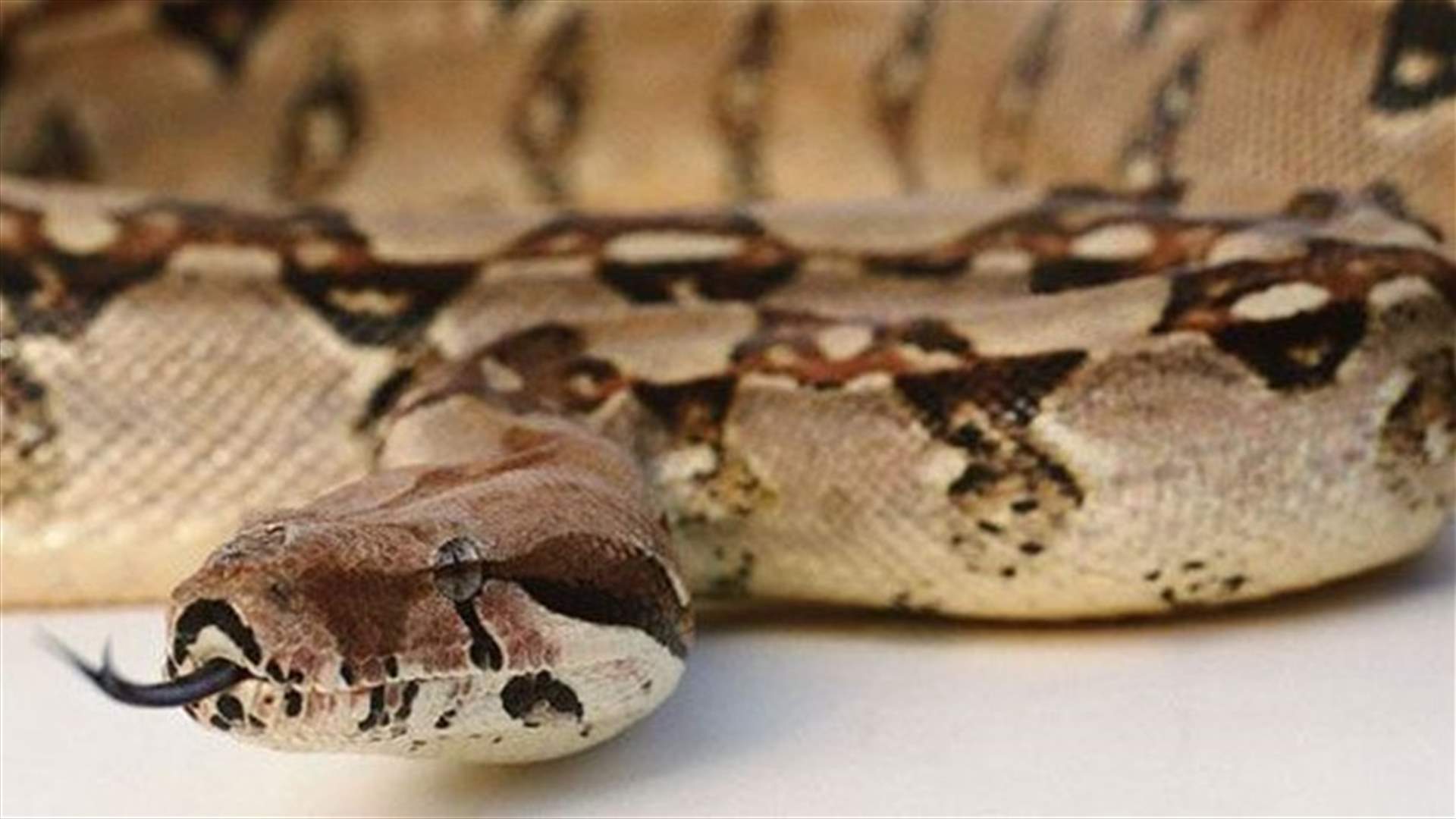 سرق 7 ثعابين لإهدائها لطفلته