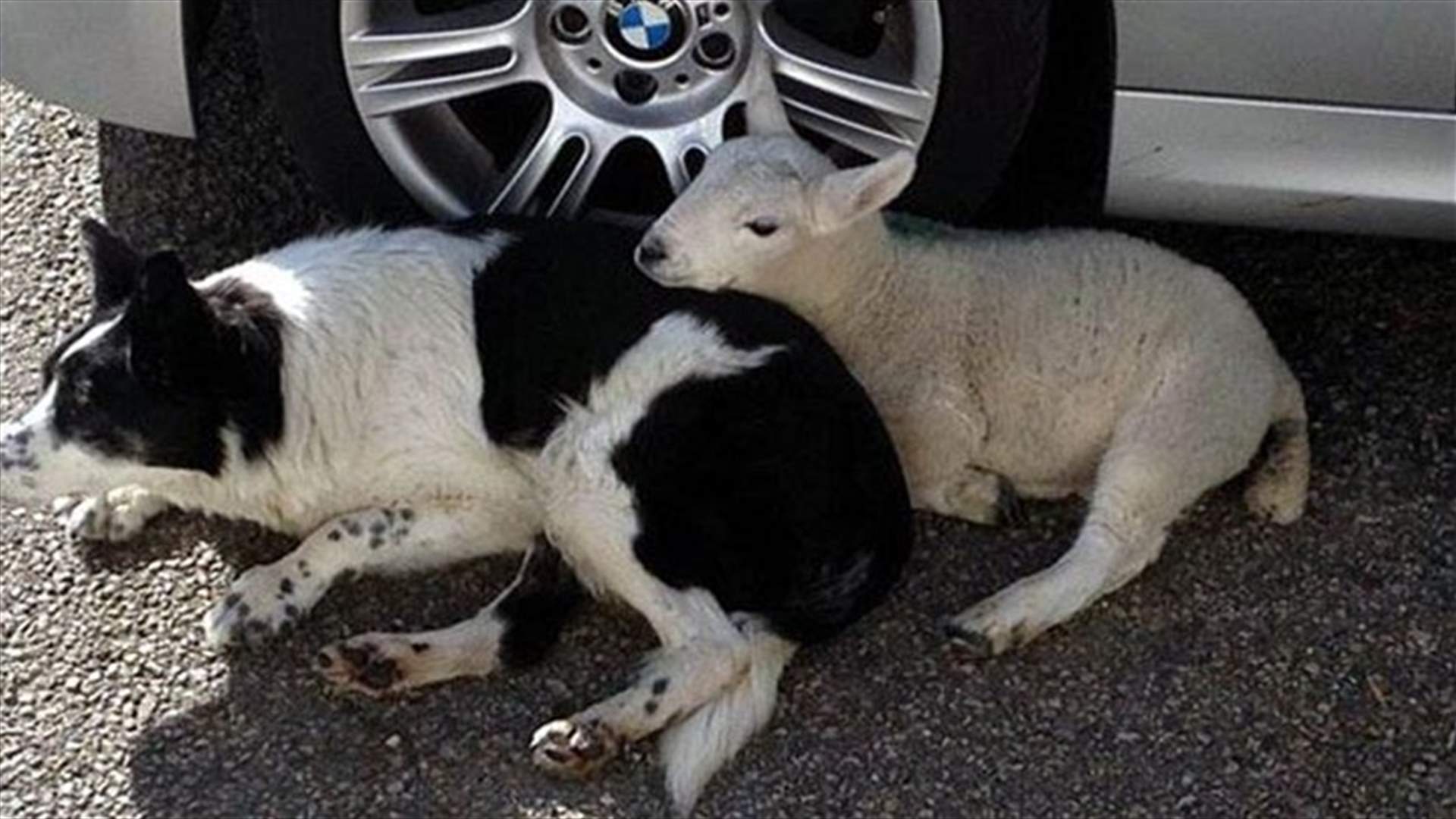 [VIDEO] Hilarious! Lamb Wags Her Tail, Behaves Like Sheep Dogs
