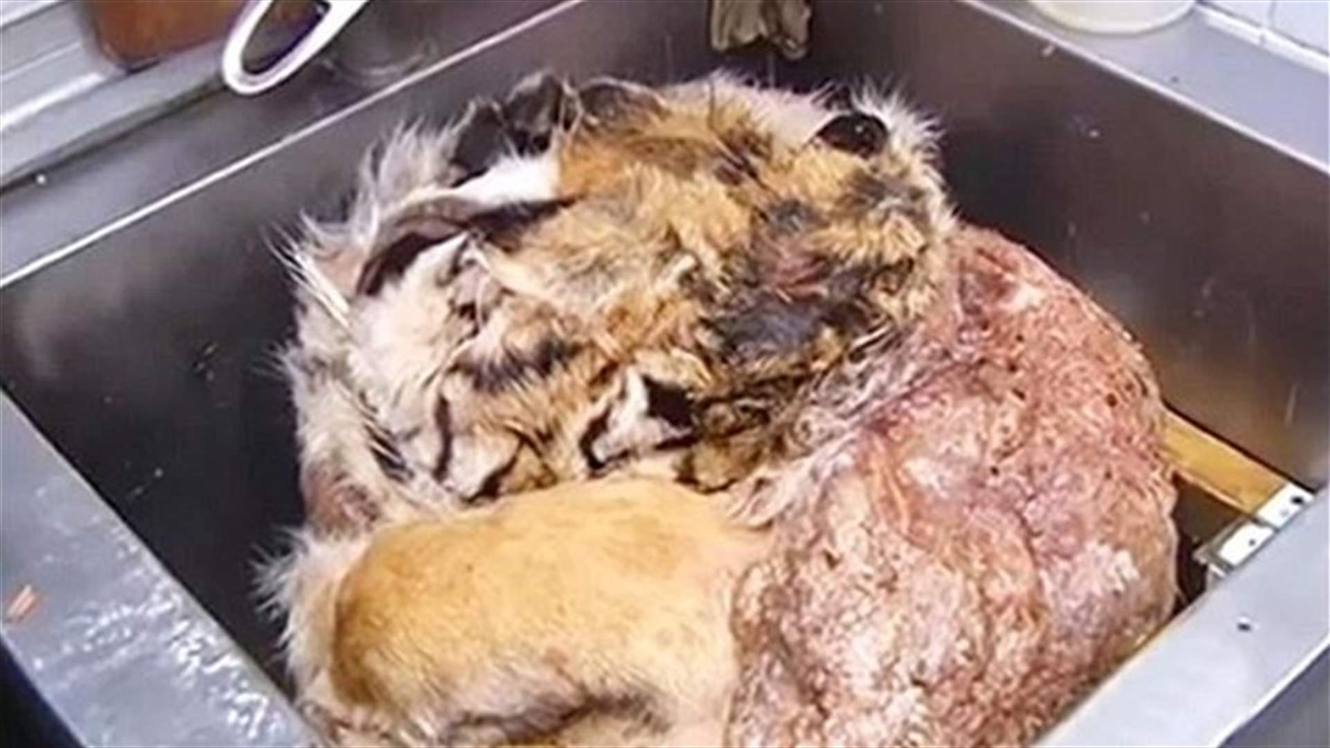 بالصور: أطباق من لحوم الأسود والنمور في مطعمٍ روسي