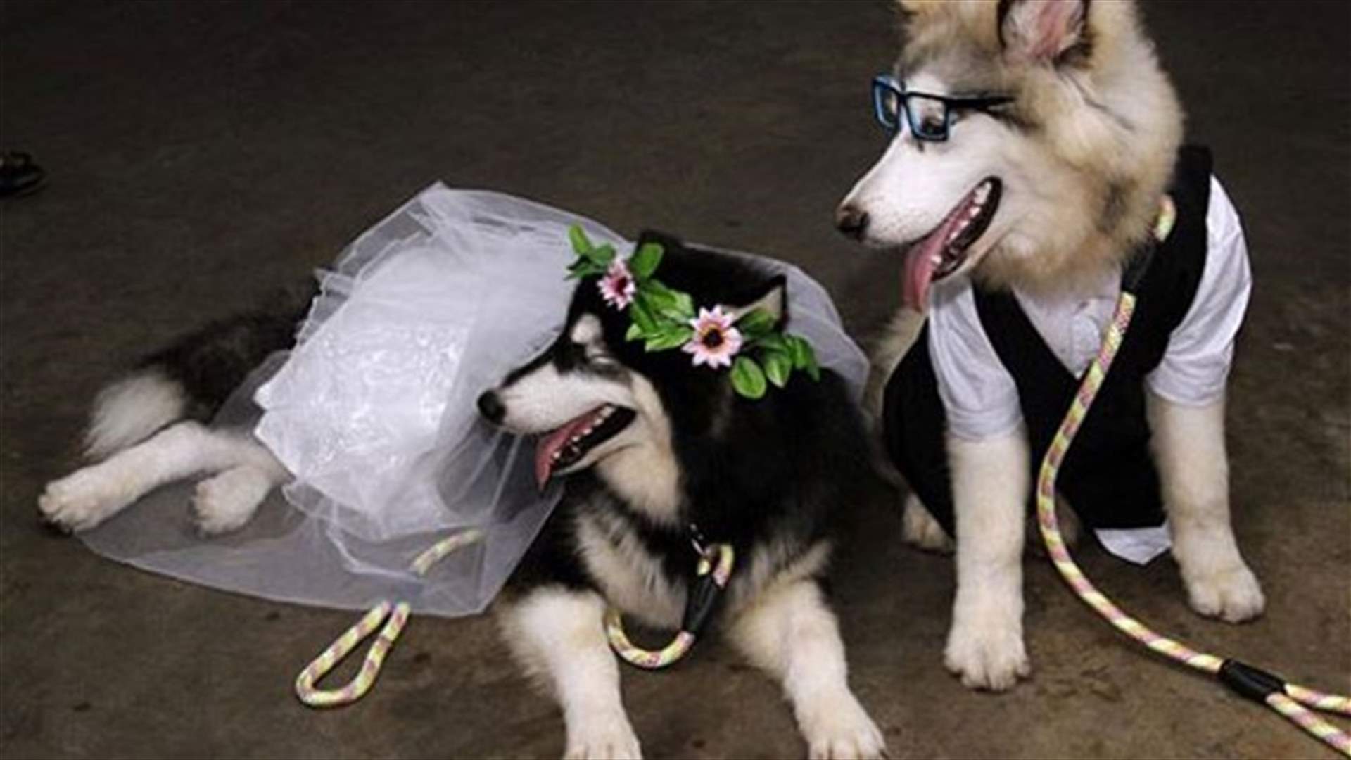 [PHOTOS] Two Dogs Tie The Knot At Ceremony In Indonesia