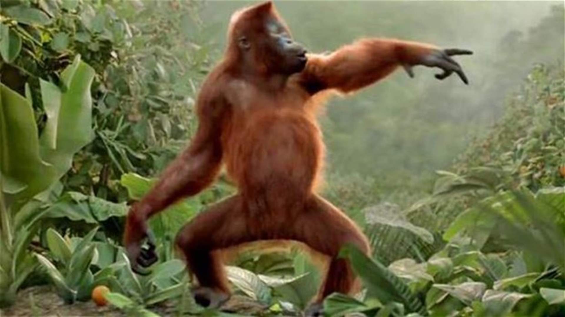 [VIDEO] Hilarious Footage Of A Dancing Orangutan Will Make Your Day
