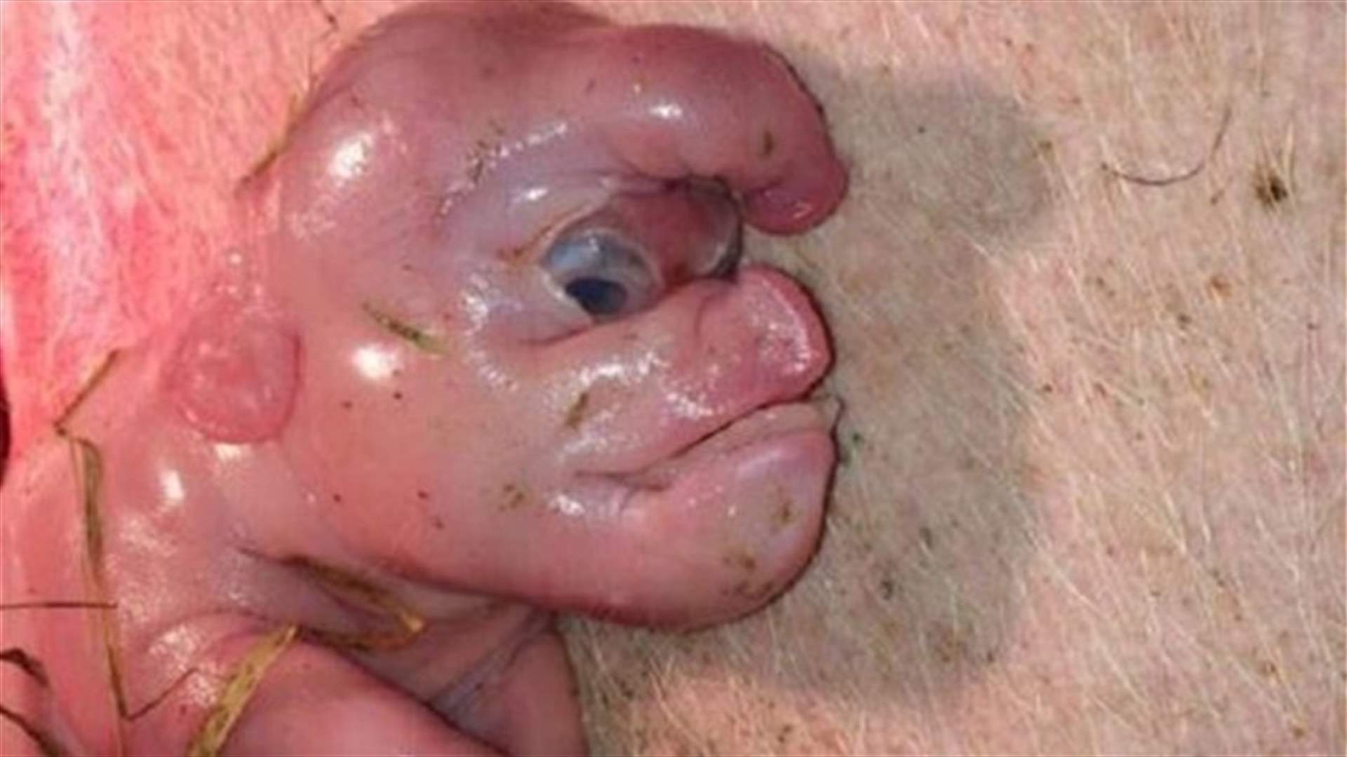 Mutant Pig Born With Human Face