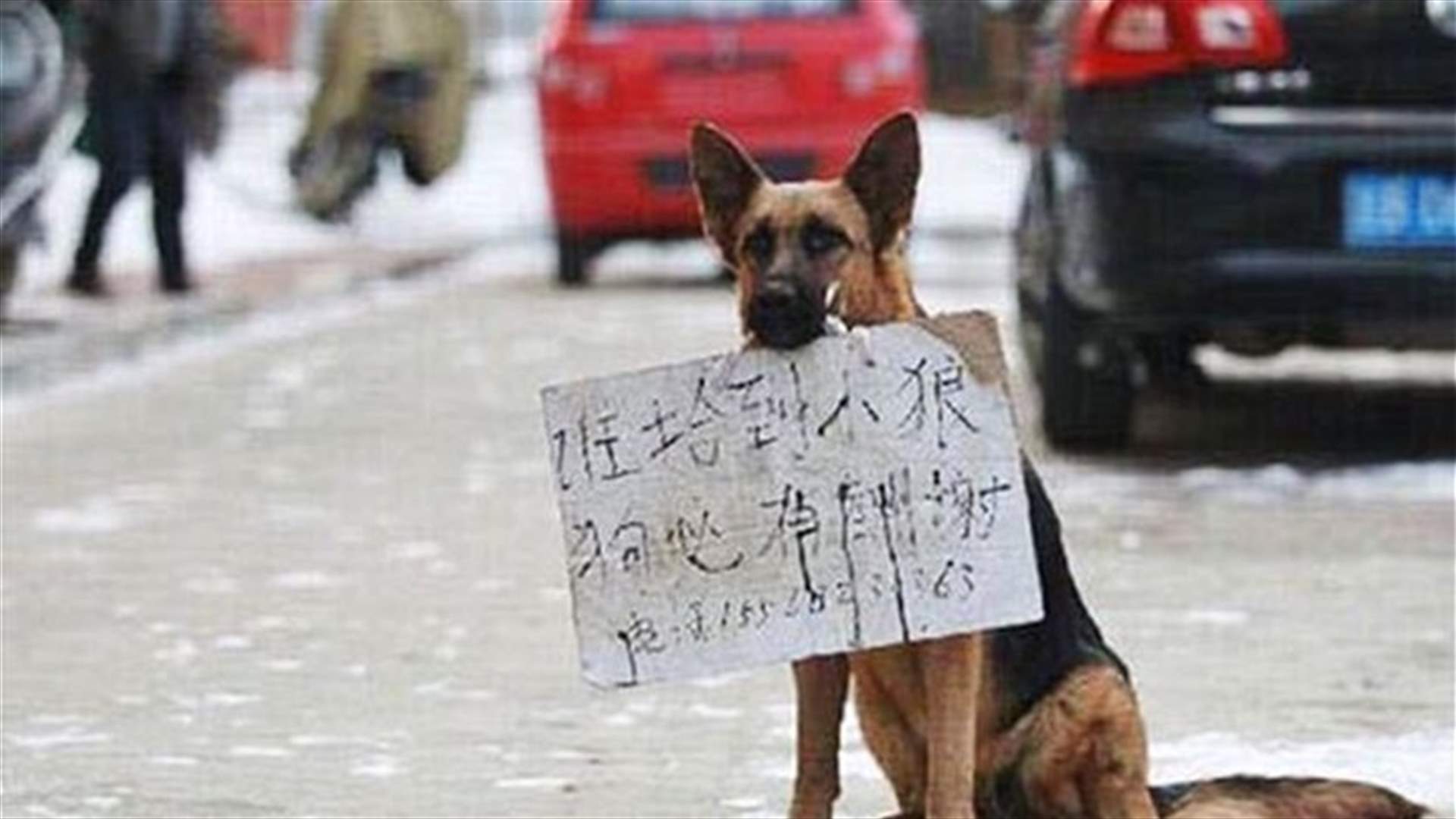 Dog Walks The Streets Of China In Search For Lost Puppy