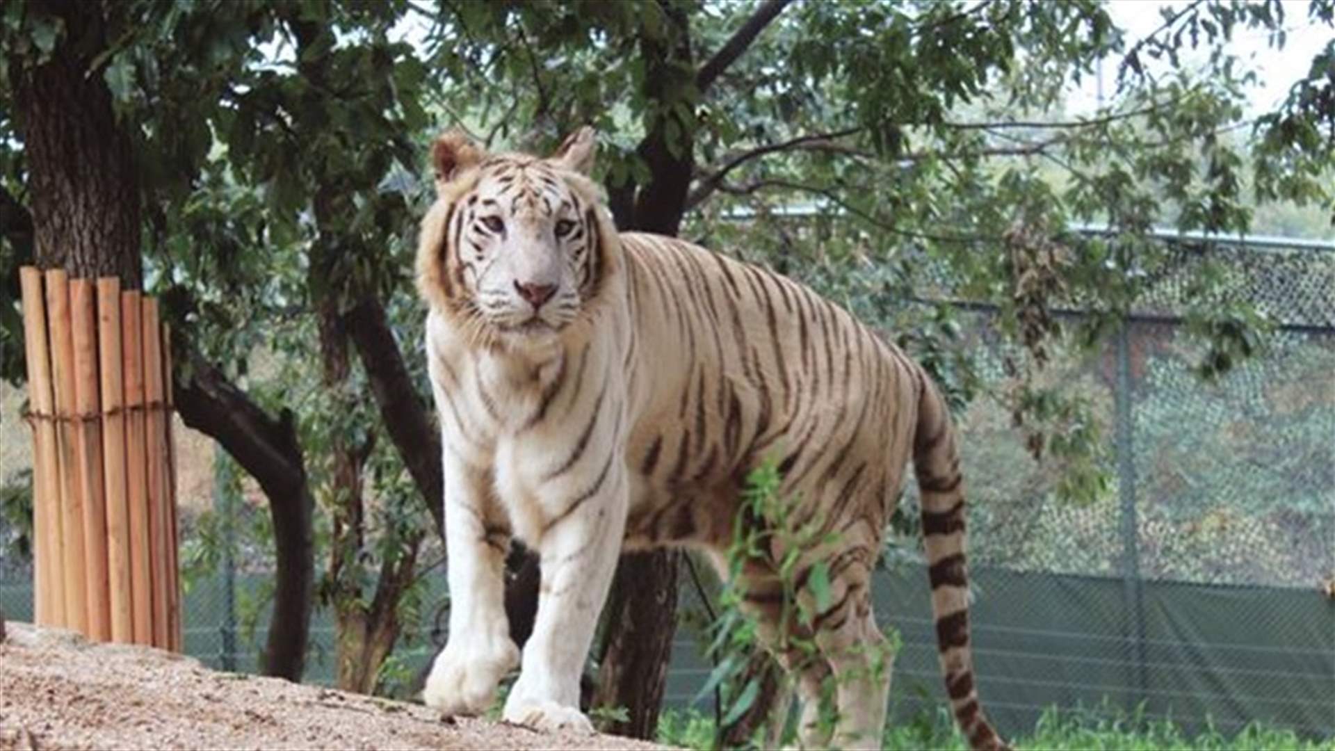 Lion kills zoo keeper in South Korea