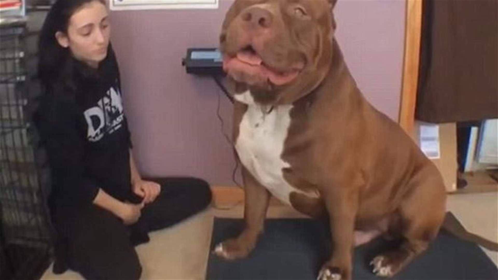 [VIDEO] Meet Hulk the World’s Biggest Pit Bull