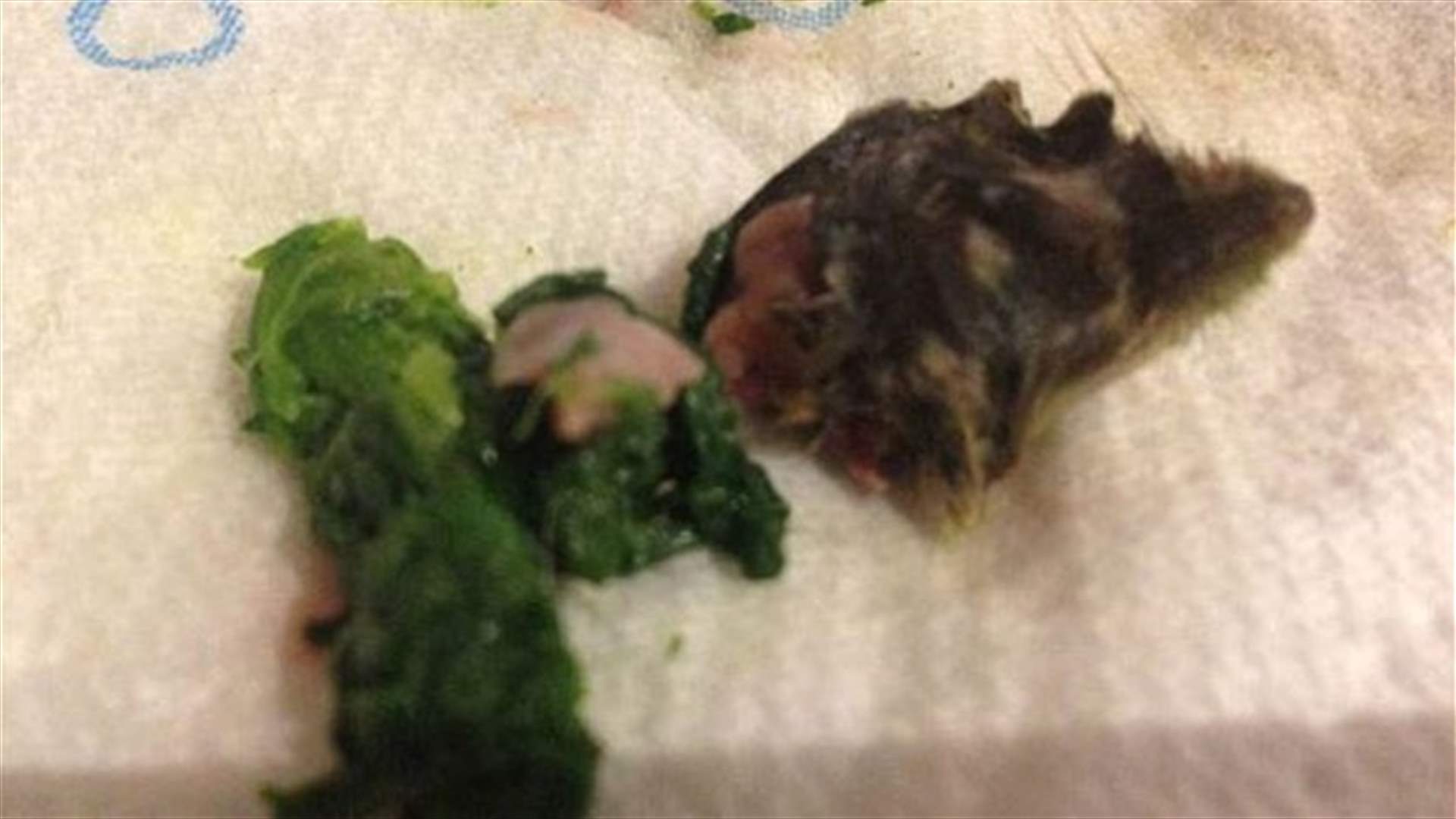[PHOTOS] Rat’s Head Found In Frozen Spinach Bag!