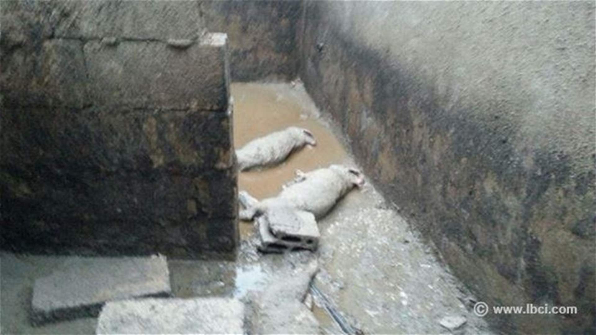 REPORT: State Security patrol, Health Ministry inspectors close pig farm in Bekaa’s Anjar 