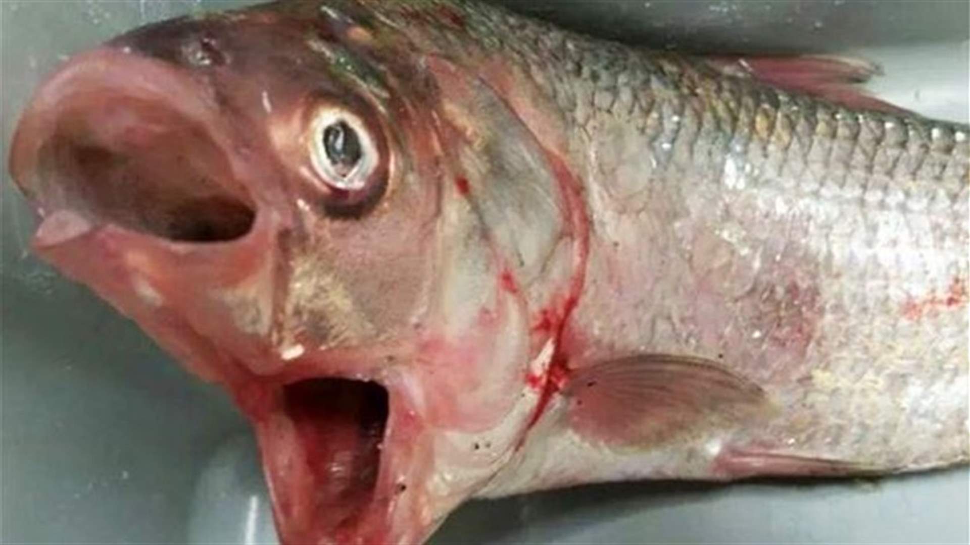 بالصور: اصطياد سمكة غريبة بفمين 