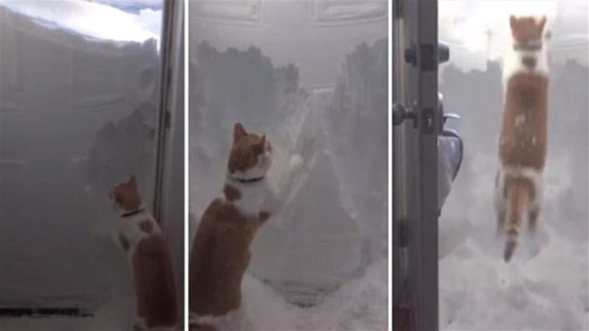 [VIDEO] Cat Takes On A Snowbank And Wins! 