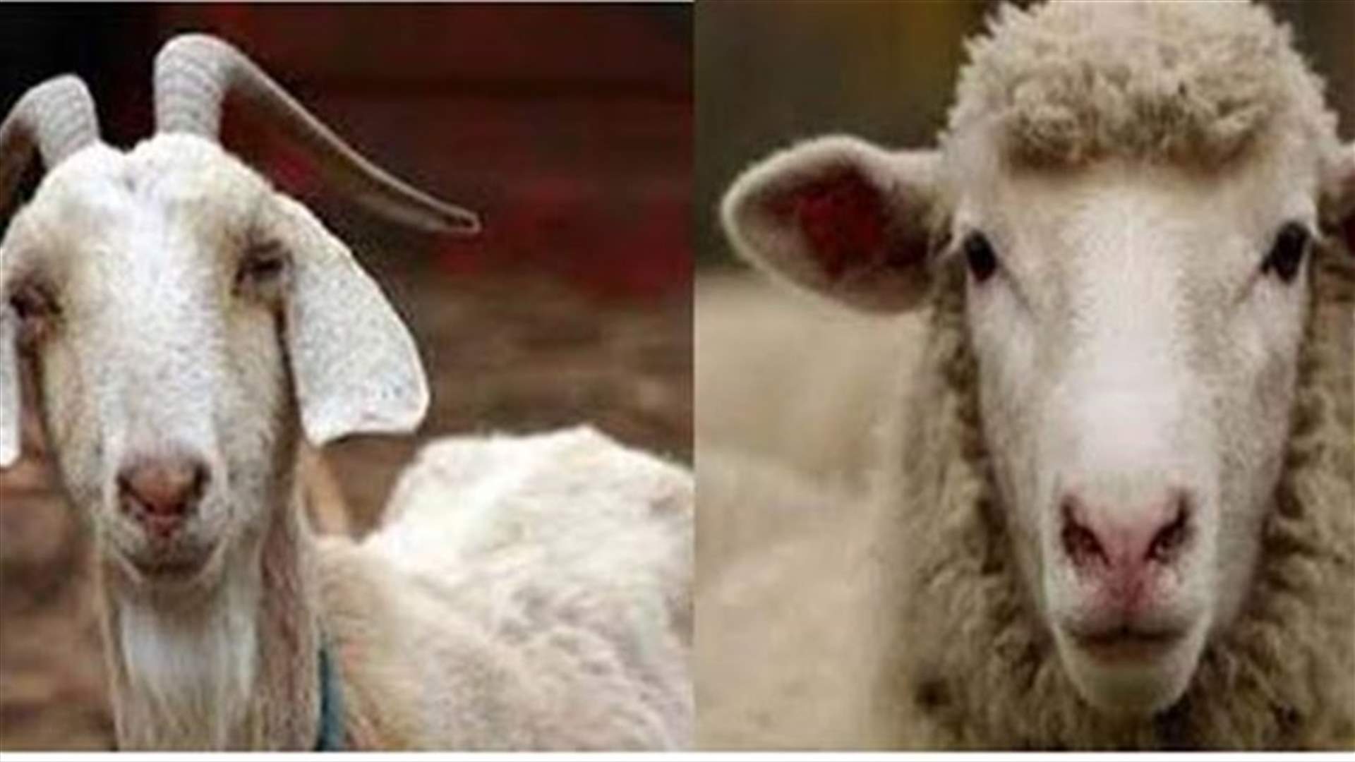 عنزة ام خروف ؟