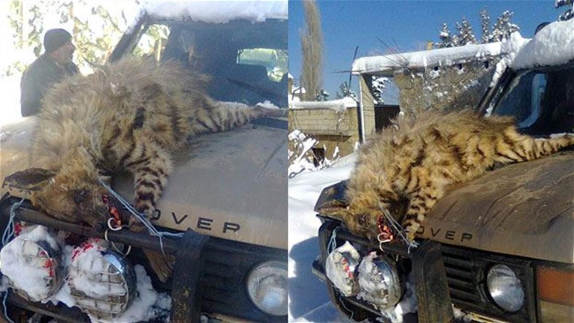 بالصورة: ضباع في كفربنين - الضنيه