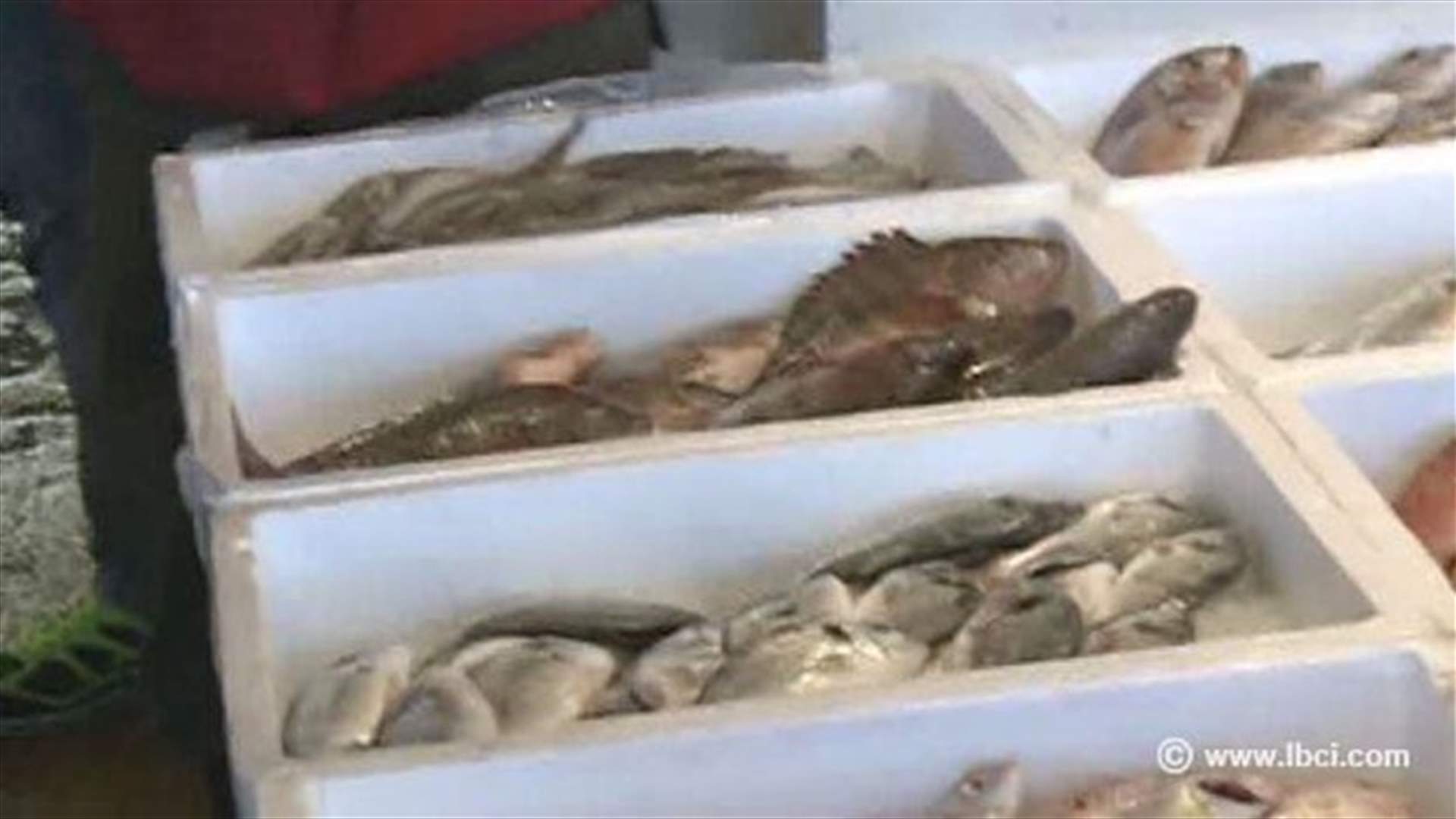 سوق السمك يفتح أبوابه من جديد 