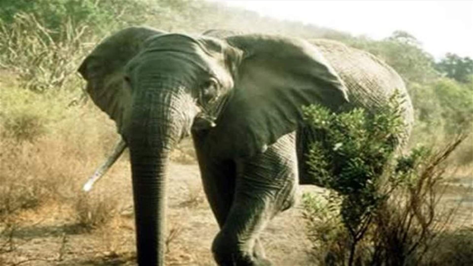 Bomb-Sniffing Elephants Trained In South Africa