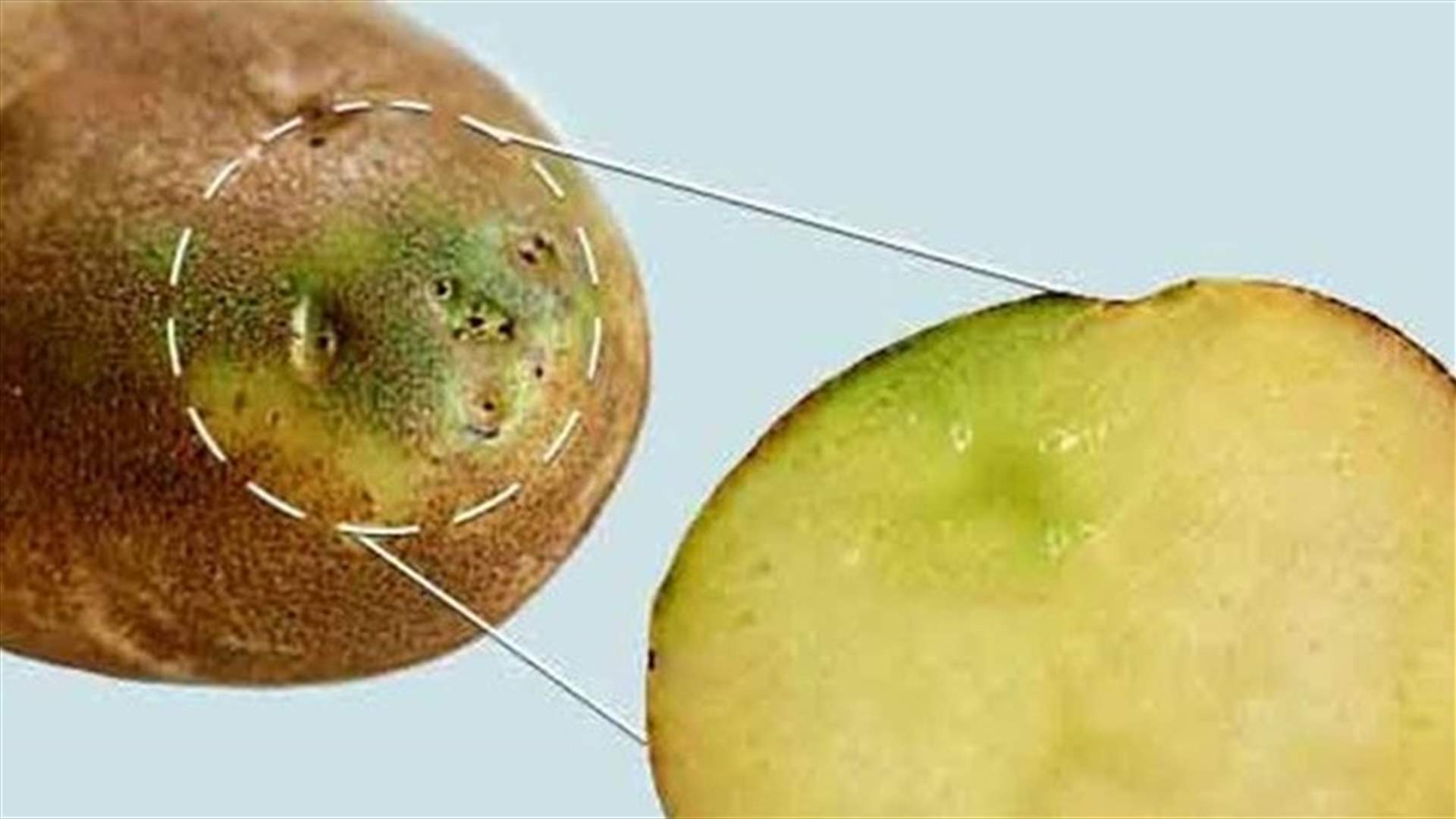 متى تصبح البطاطا سامة؟