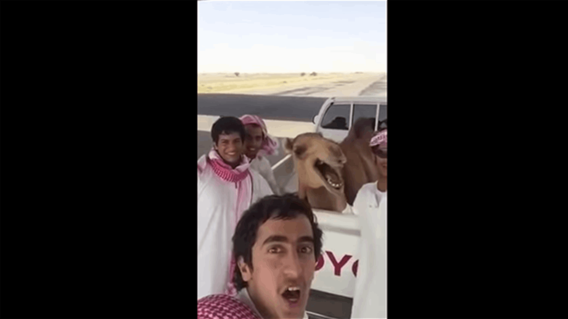 بالفيديو: جمل يضحك بشكل هستيري مع شبان خليجيين