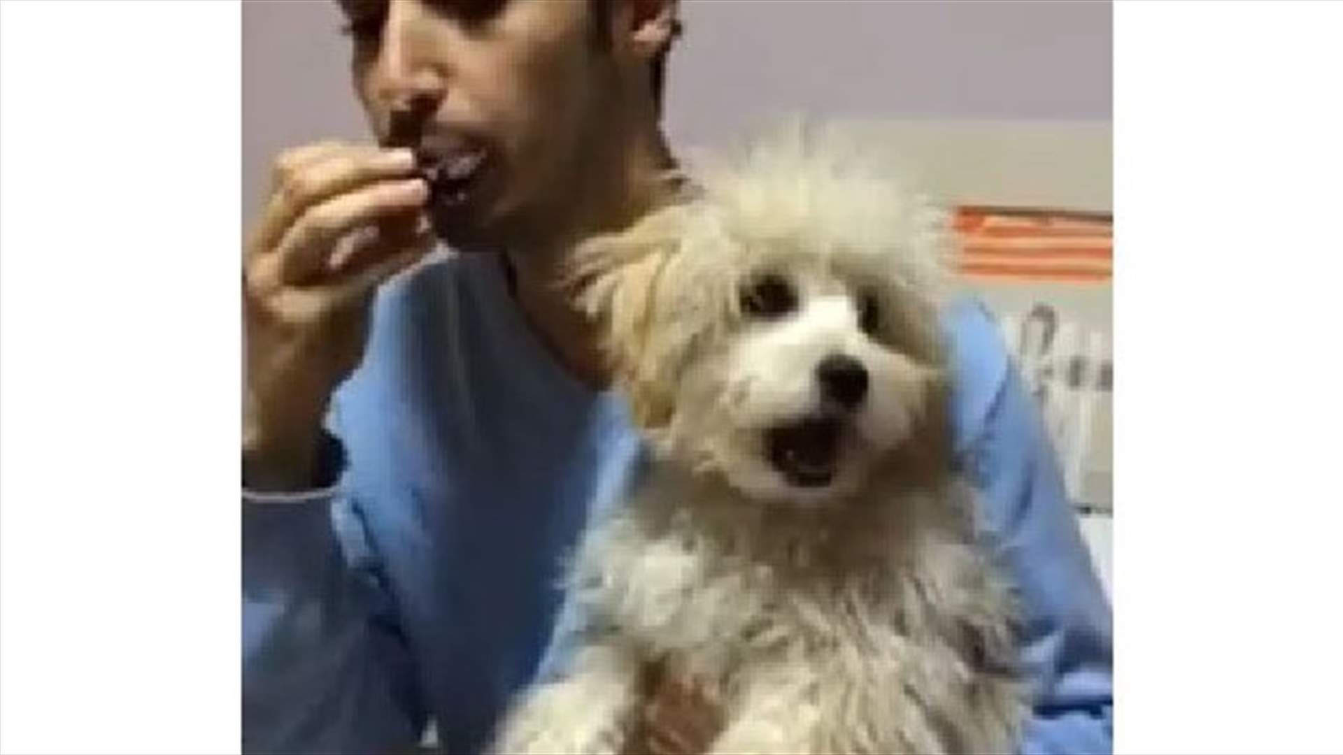 بالفيديو- والكلاب تغني ايضًا ... 