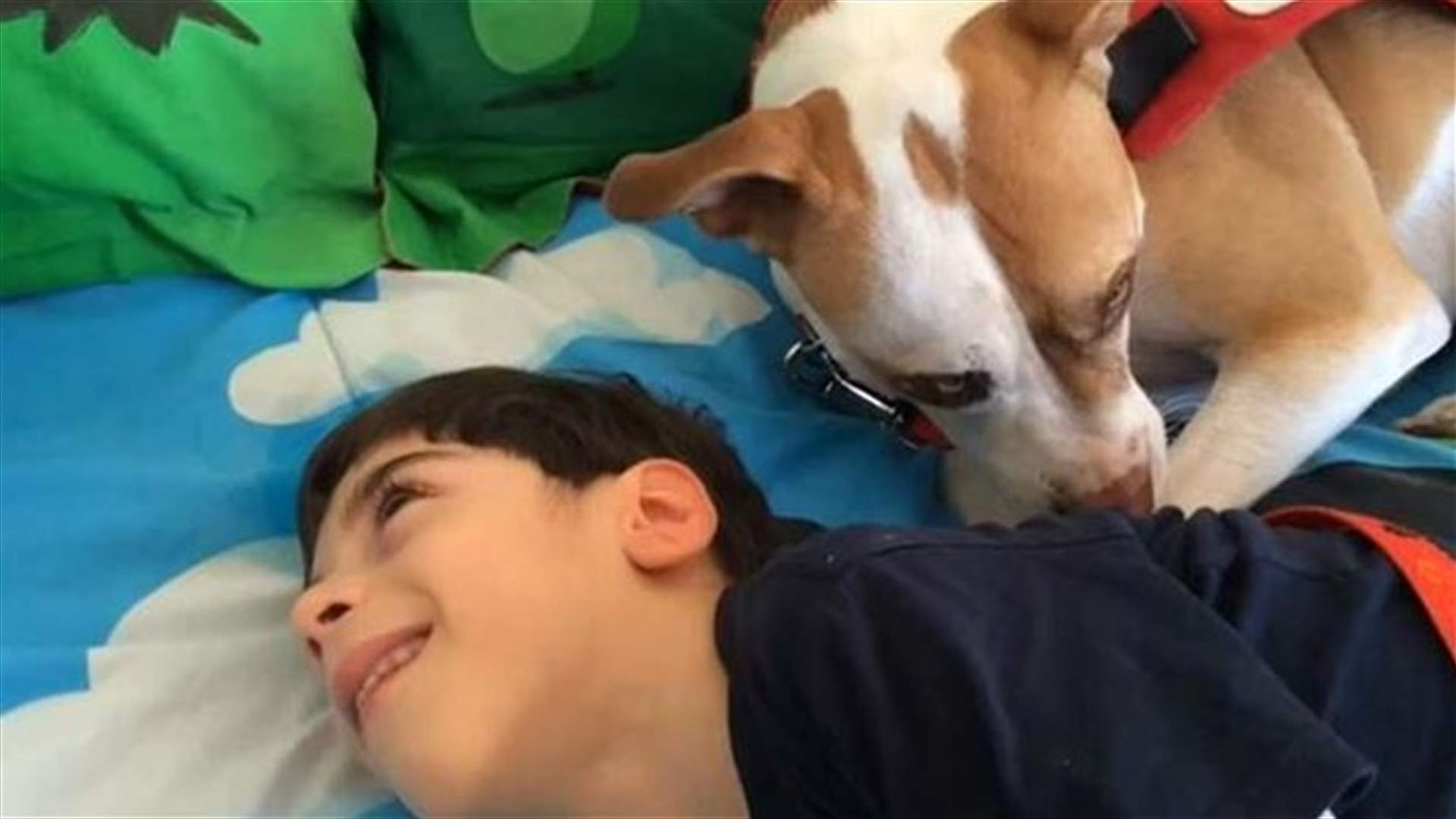 بالفيديو...الكلب.. الممرض