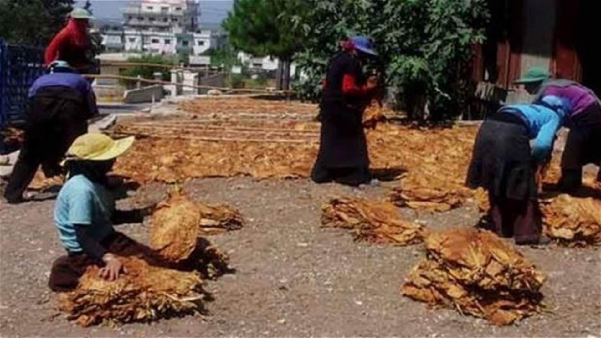 الريجي ألغت رخص رؤساء بيع ضبطت لديهم مصنوعات تبغية مهربة 