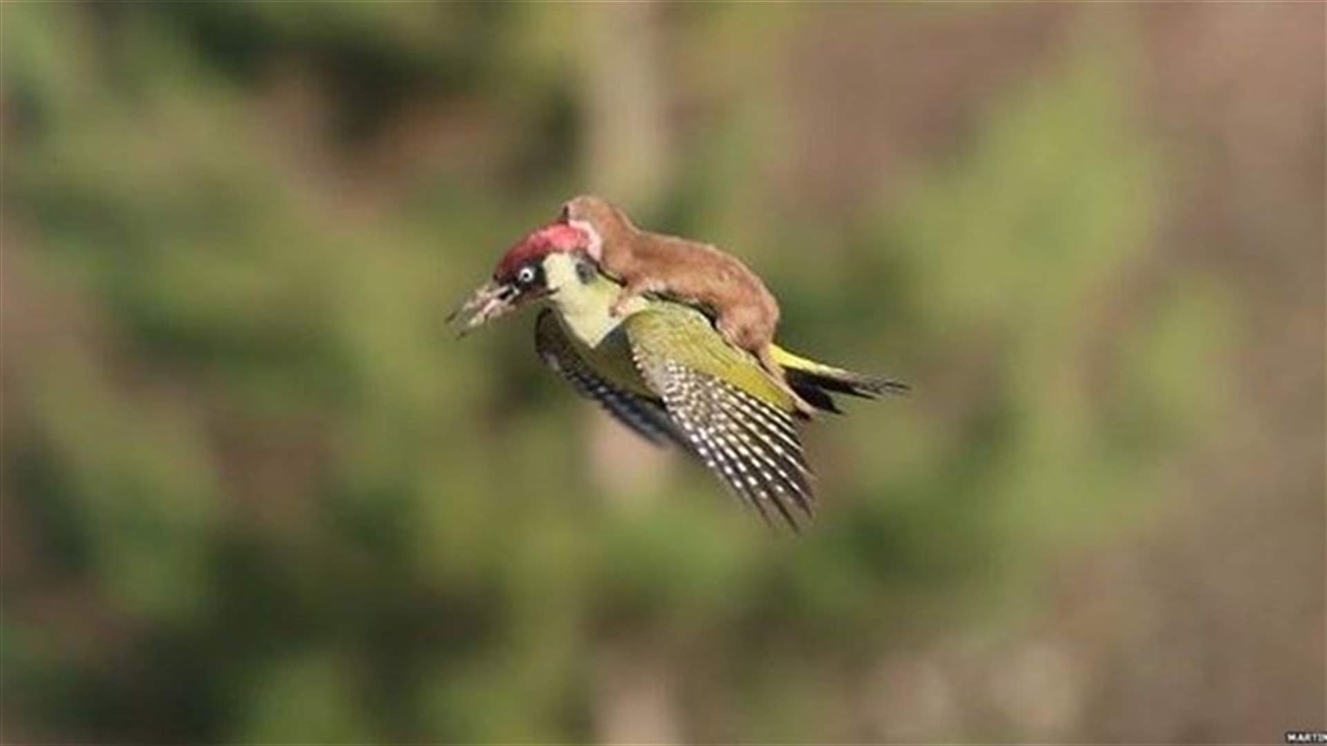 بالصور.. ابن عرس يركب على ظهر نقار خشب
