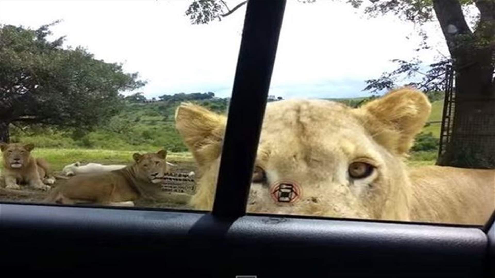 [VIDEO] Lion Opens Car Door With Its Teeth As Safari Passengers Scream!