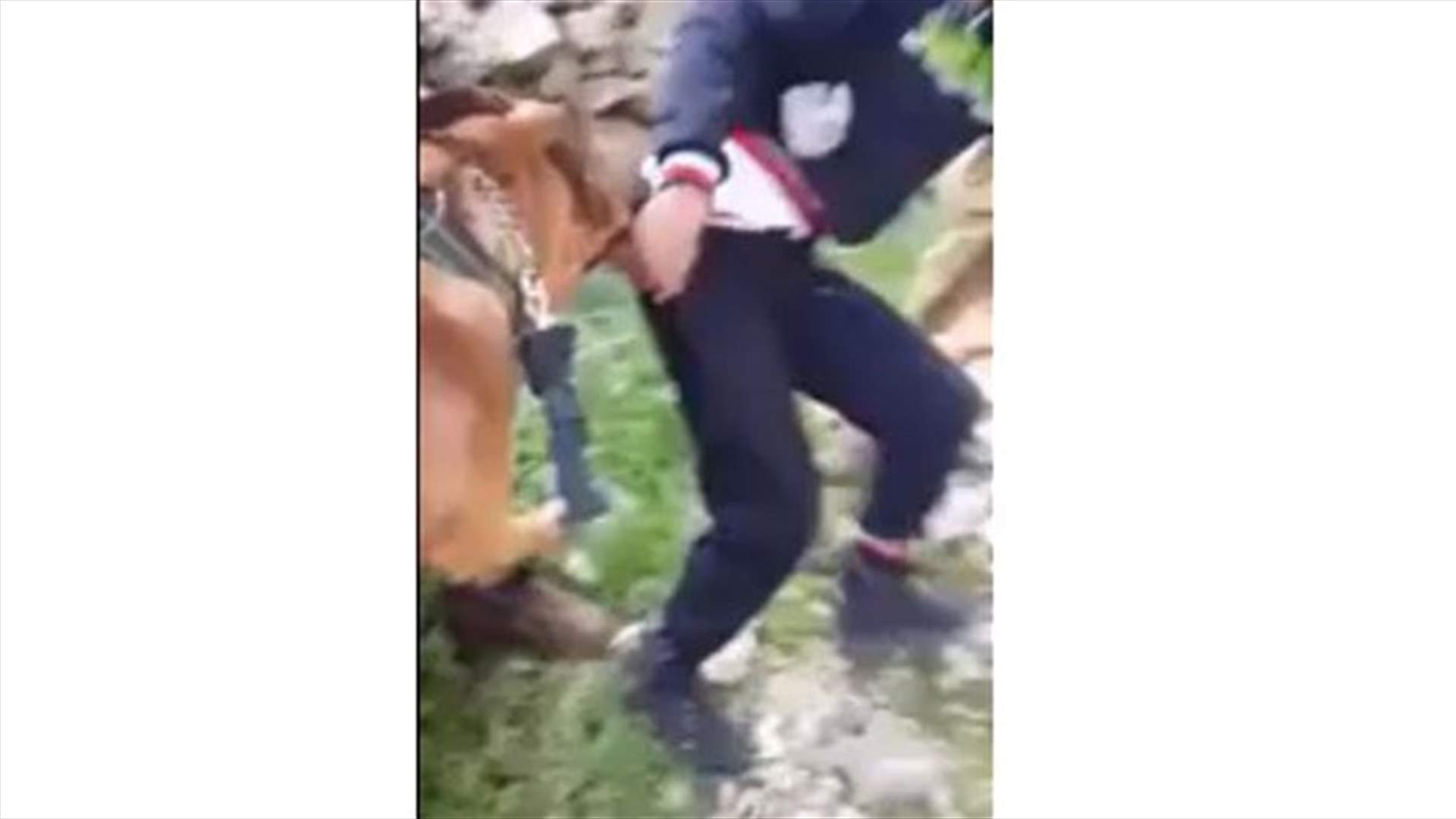 [VIDEO] Israeli soldiers use dogs against Palestinian boy