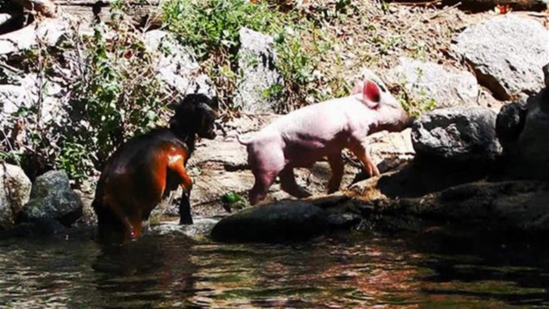 [VIDEO] Hero Pig Rescues Baby Goat From Drowning!