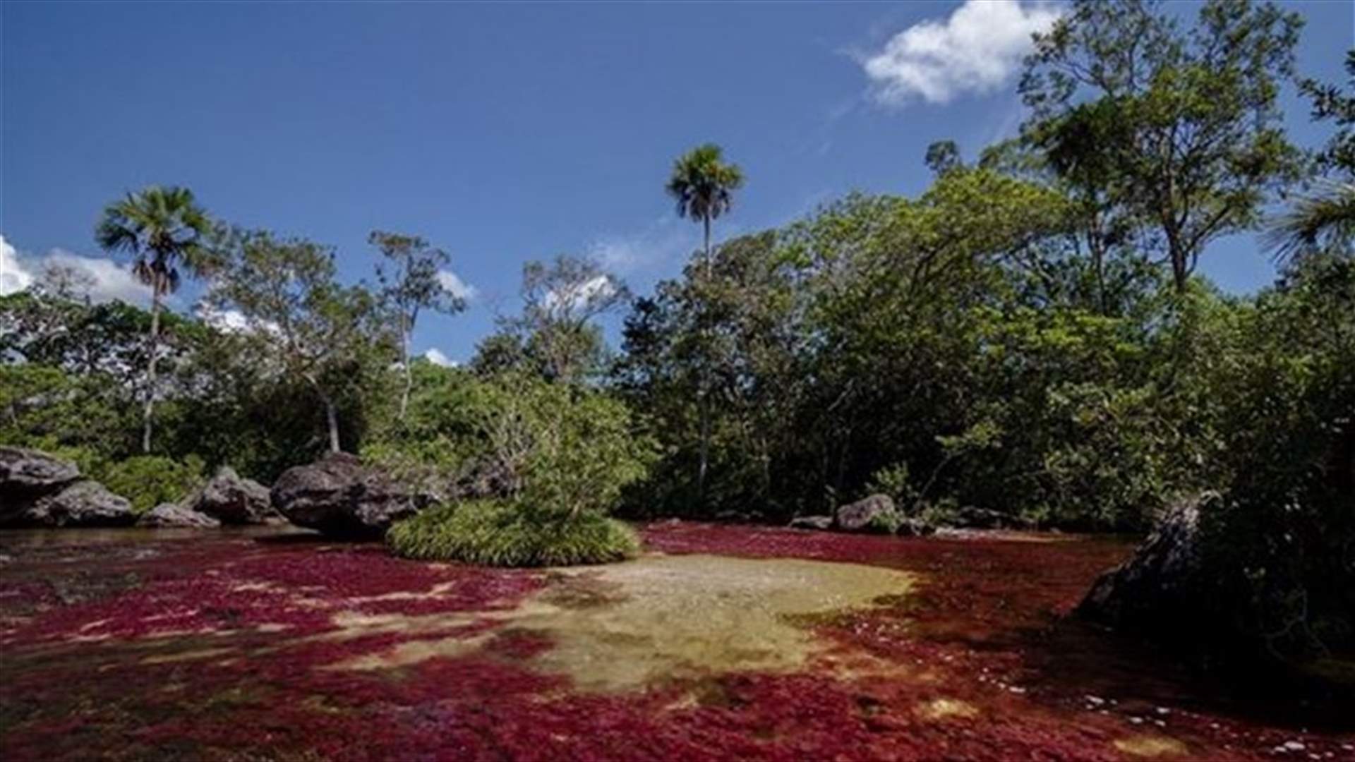 [PHOTOS] Multicolored Plants Turn River Into 'Liquid Rainbow'
