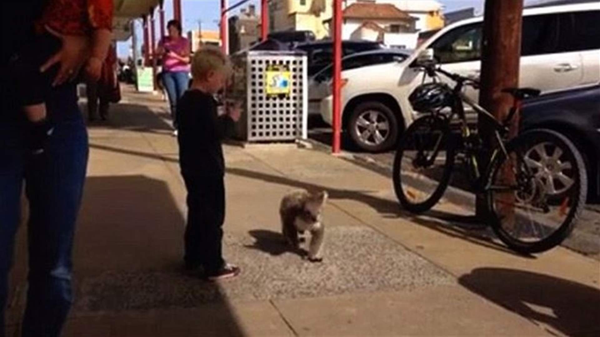 Koala Goes For Walk On The Main Street And Pauses For A Photo