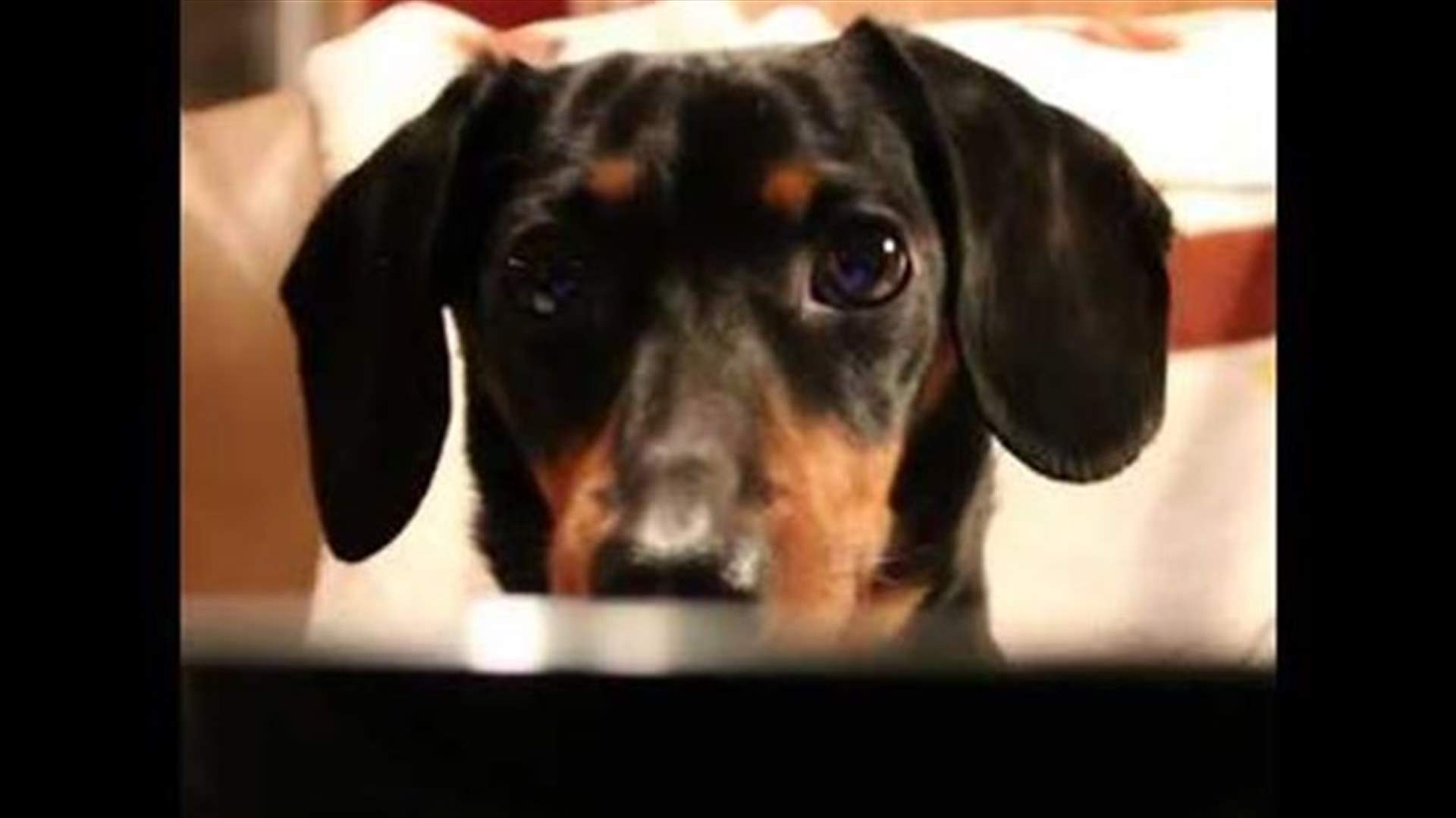 [VIDEO] Hilarious! This Is What Happens When A Dog Watches 50 Shades Of Grey