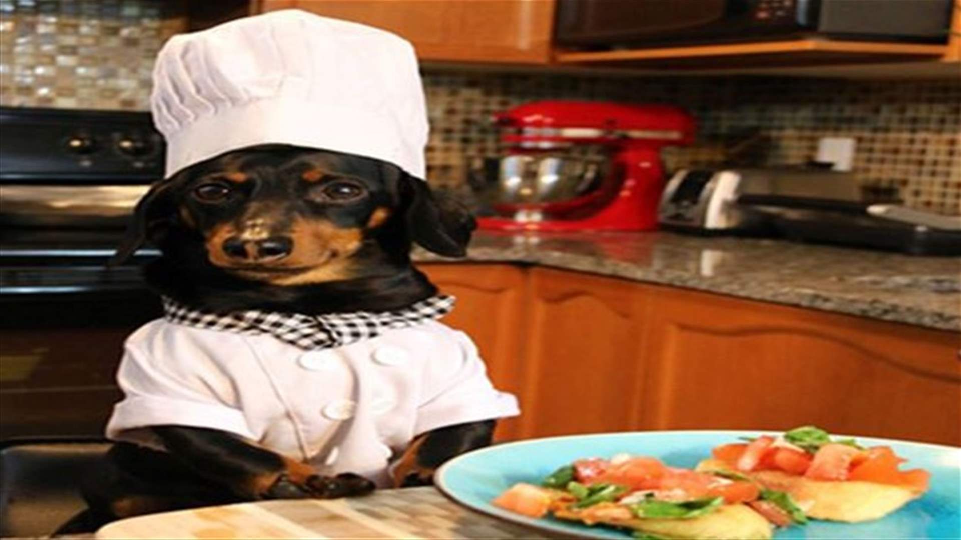 [VIDEO] Crusoe The Dachshund Is Not Any Dog, Crusoe Is A Chef!