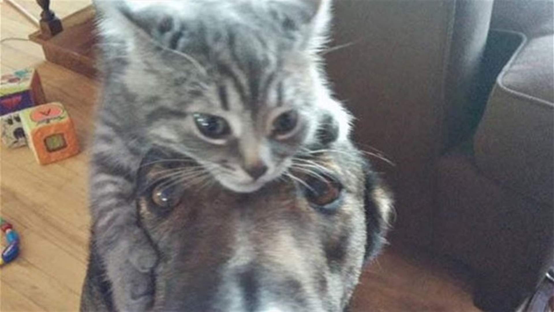 [VIDEO] Cat Gives Dog A Big Hug After 10 Days Apart