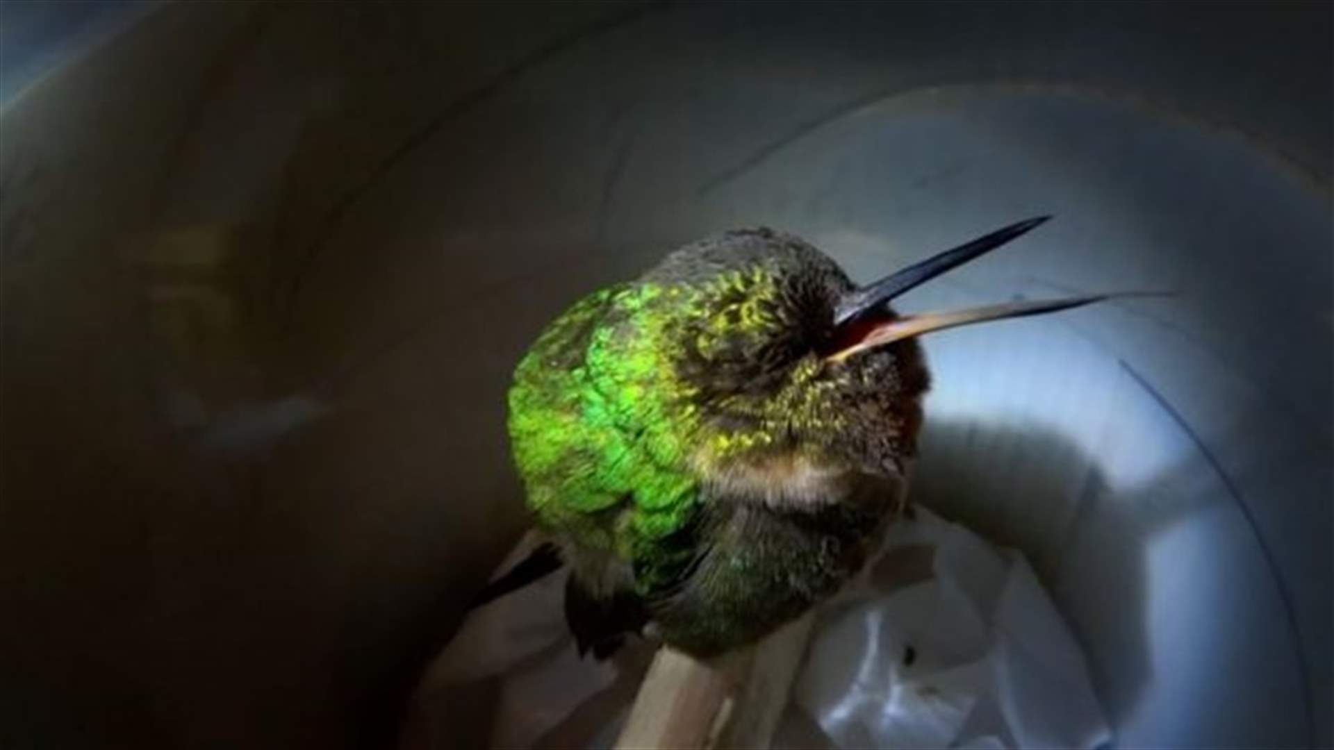 [VIDEO] Yes, Birds Do Snore And Here's The Proof!