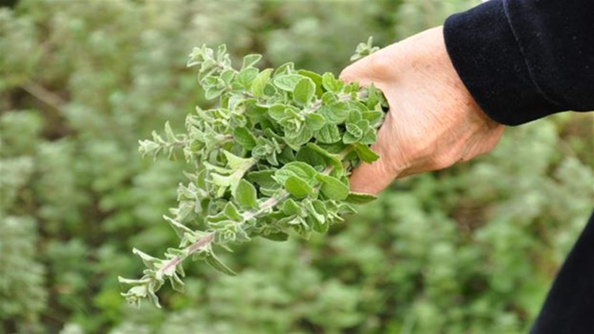 Here Are The Health Benefits Of Thyme