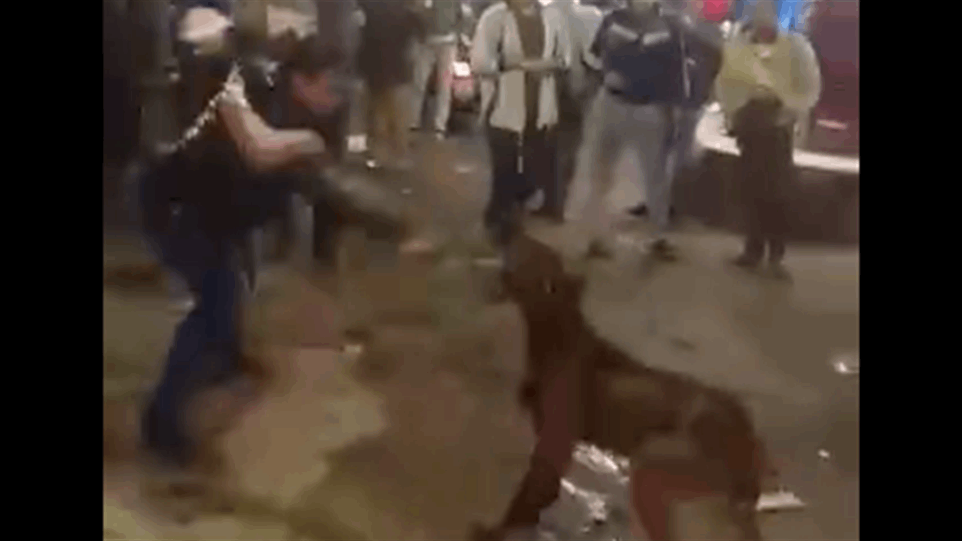 Four Men Sentenced Over Brutal Dog Killing In Cairo