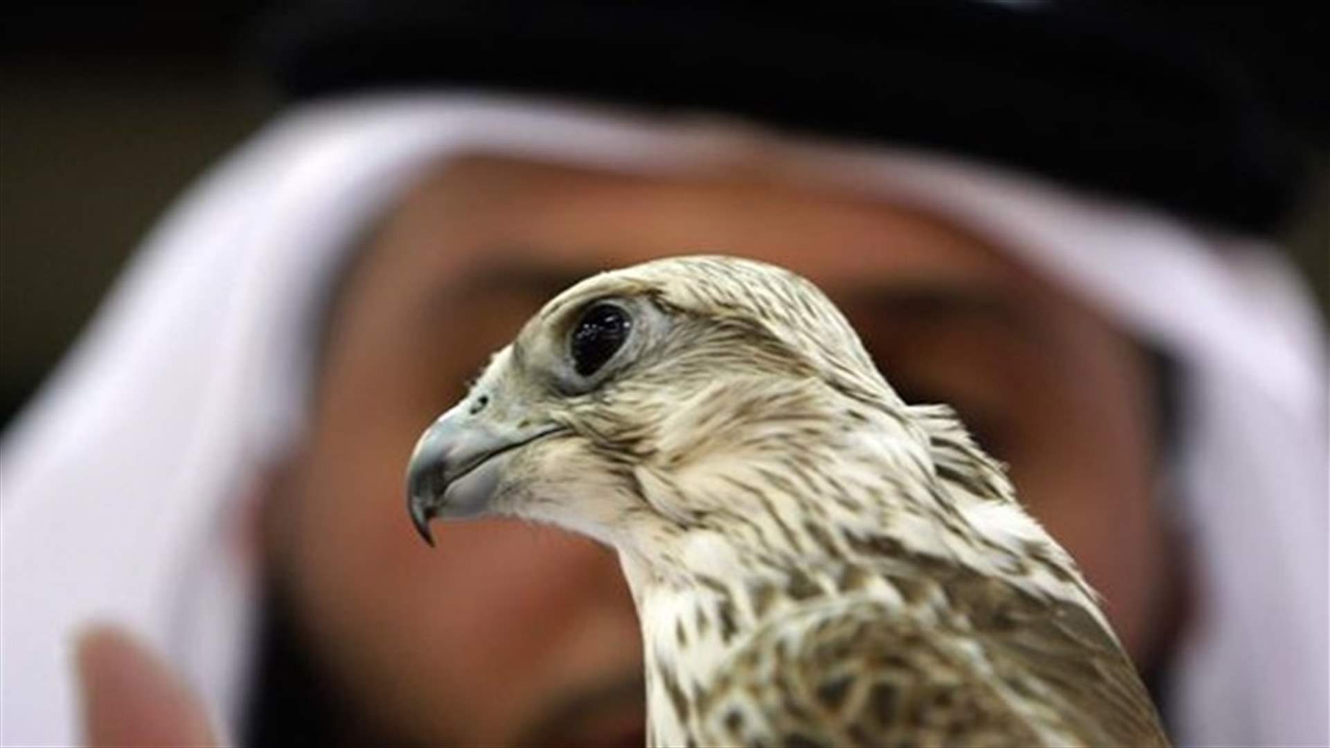 Pakistan seizes Qatari prince's prized falcons for illegal hunting