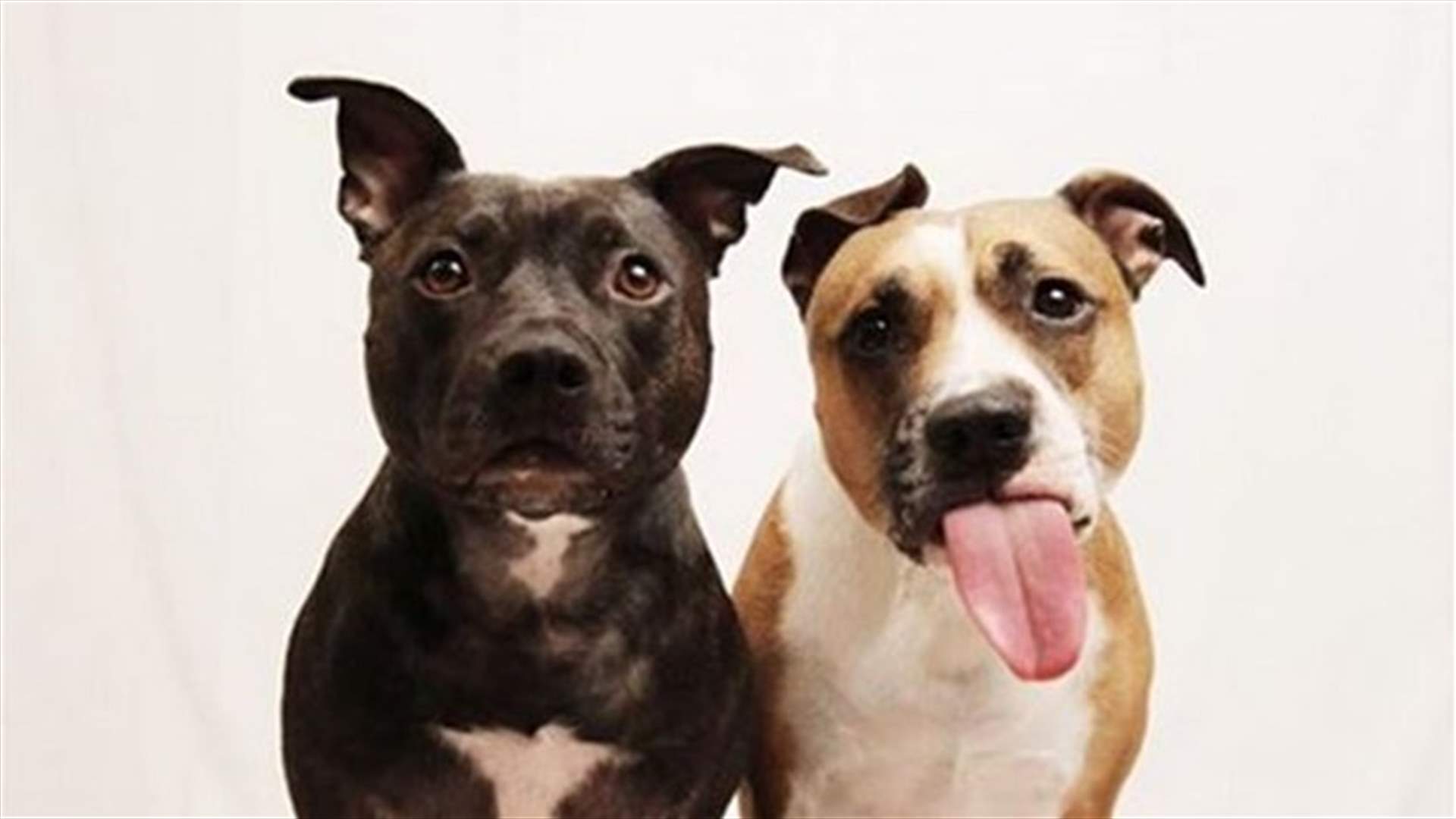 [VIDEO] Jurassic Dogs Or Pit Bulls? We Can't Tell!