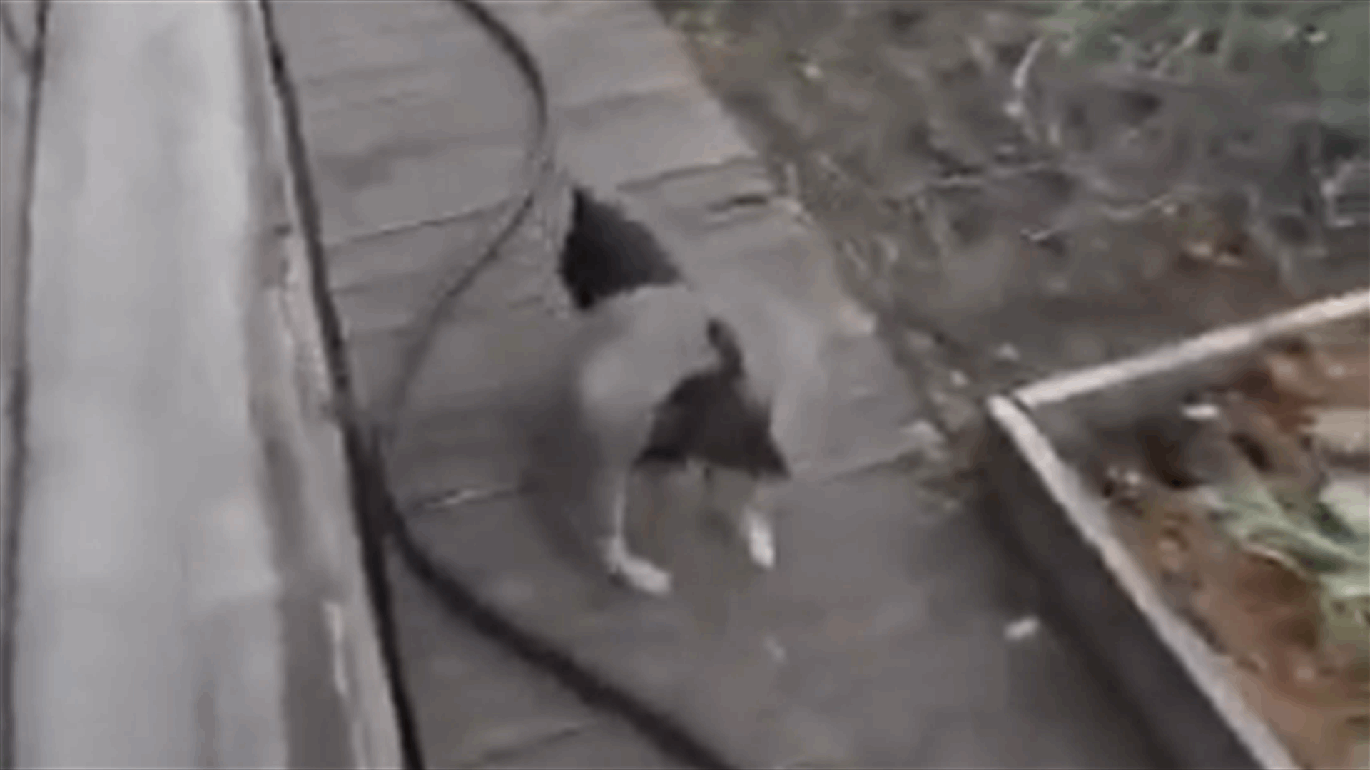 [VIDEO] Woman Teaches Dog How To Bring Outside Cat Indoors