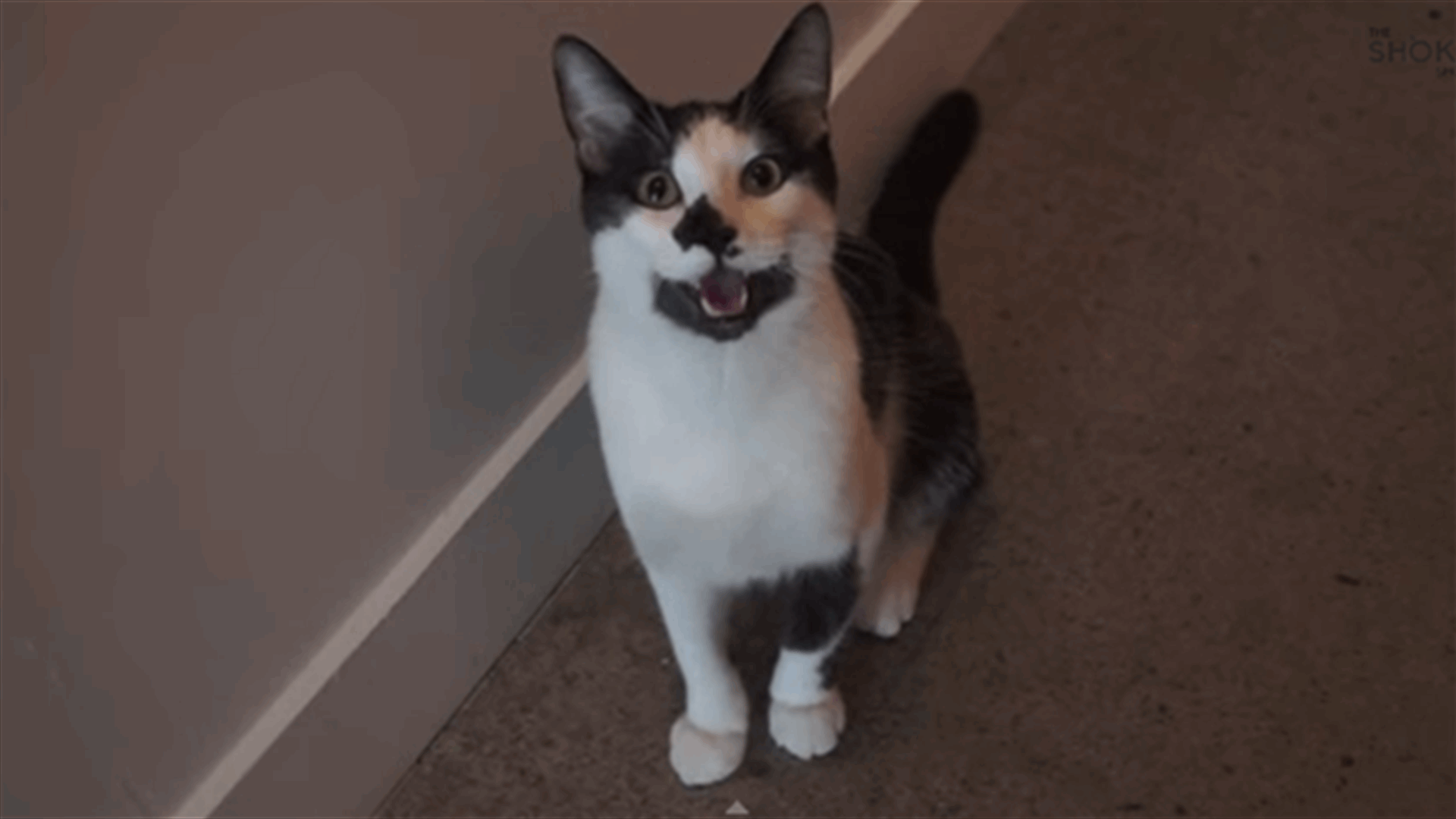 [VIDEO] Adorable Cat Behaves Like A Dog