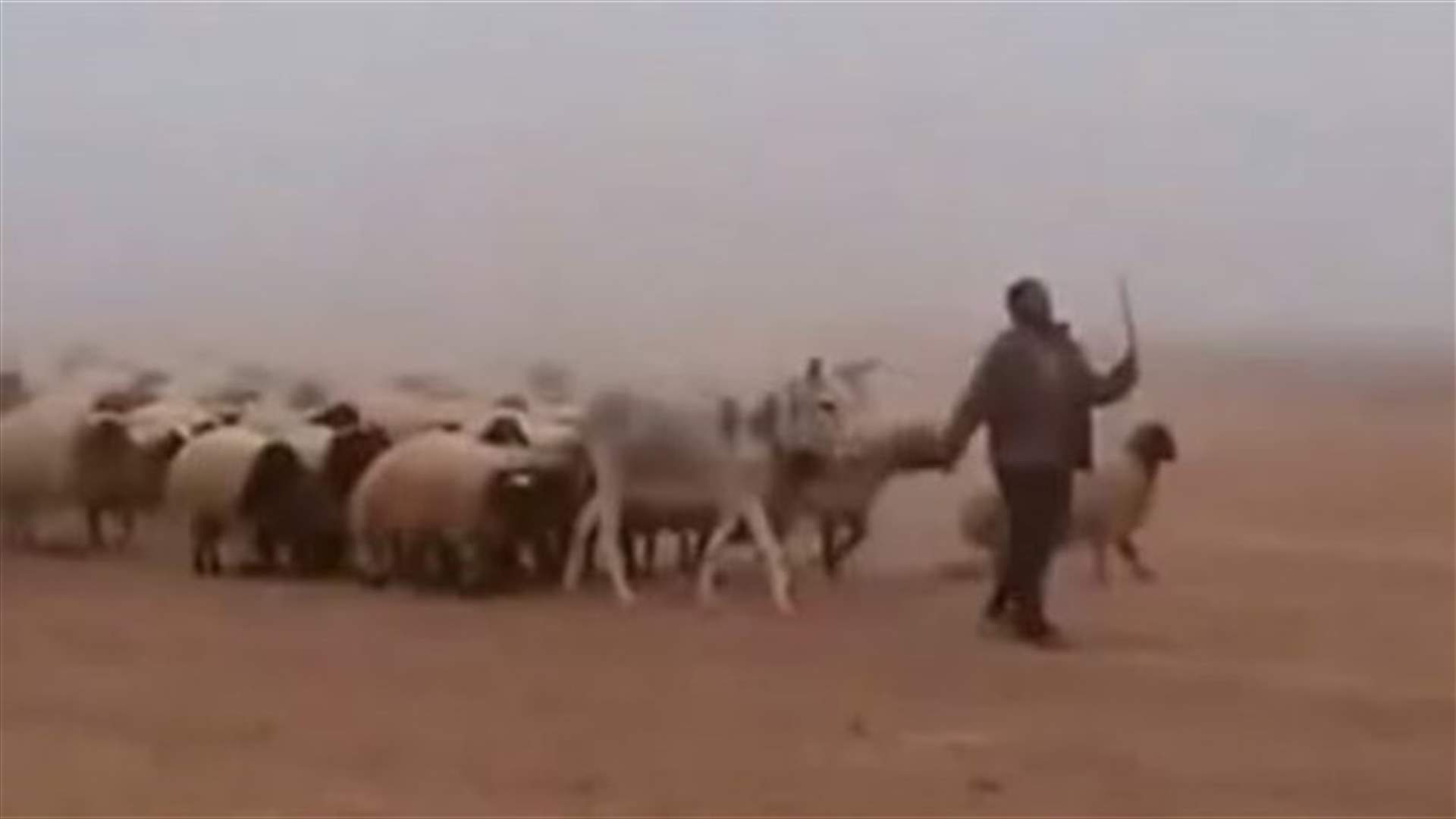 [VIDEO] Here’s Africa’s General And His Army Of Sheep 